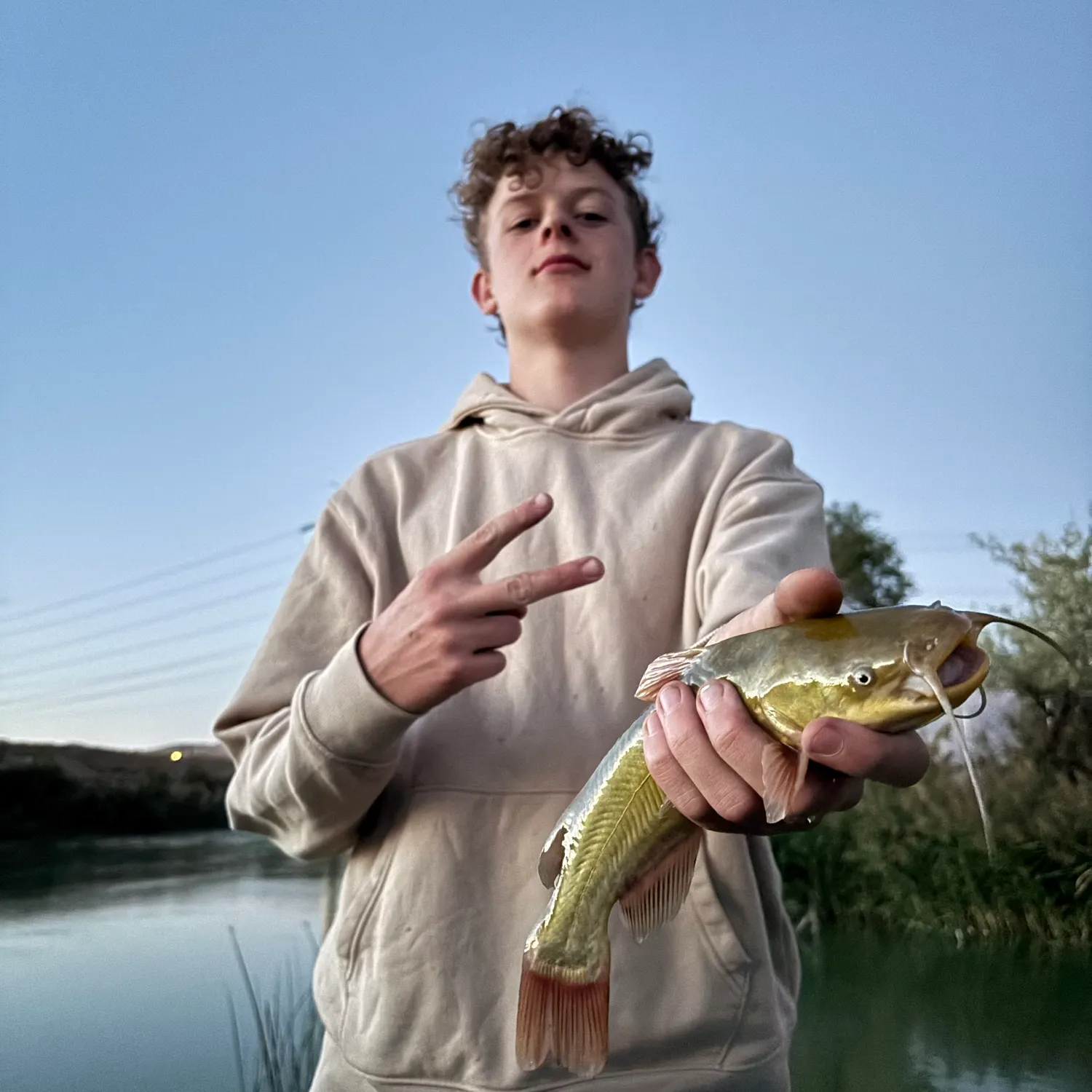 Yellow bullhead caught on Fishbrain
