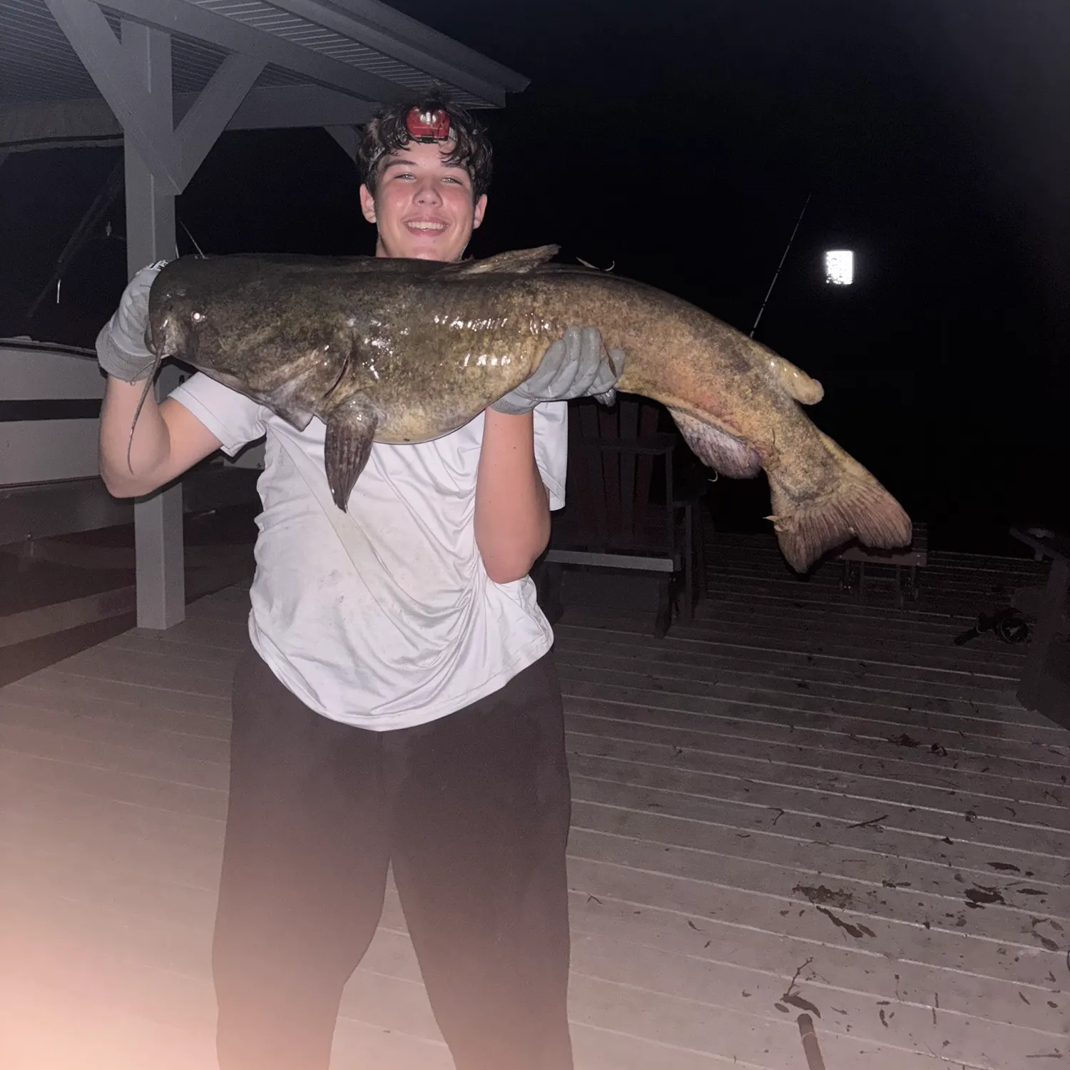 Flathead catfish caught on Fishbrain