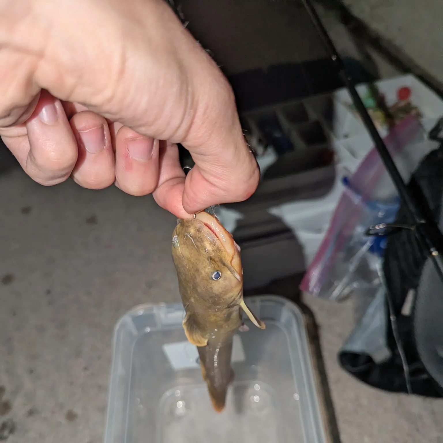 Yellow bullhead caught on Fishbrain