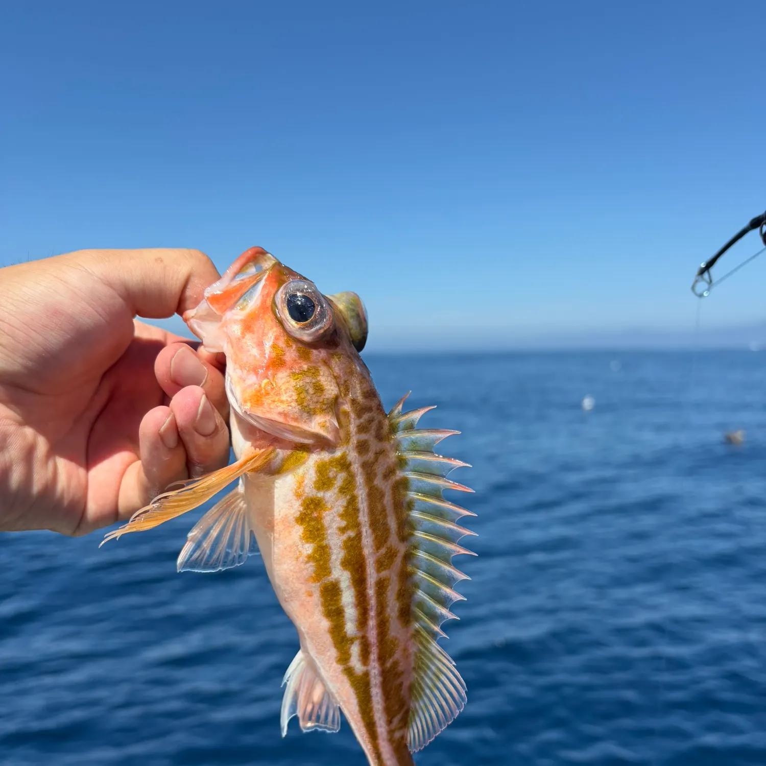 Greenstriped rockfish caught on Fishbrain