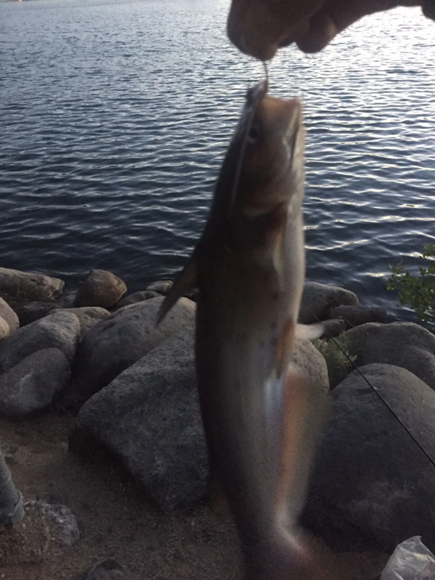 Post image from AgentS19