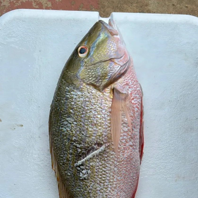 The most recent Mutton snapper catches on Fishbrain