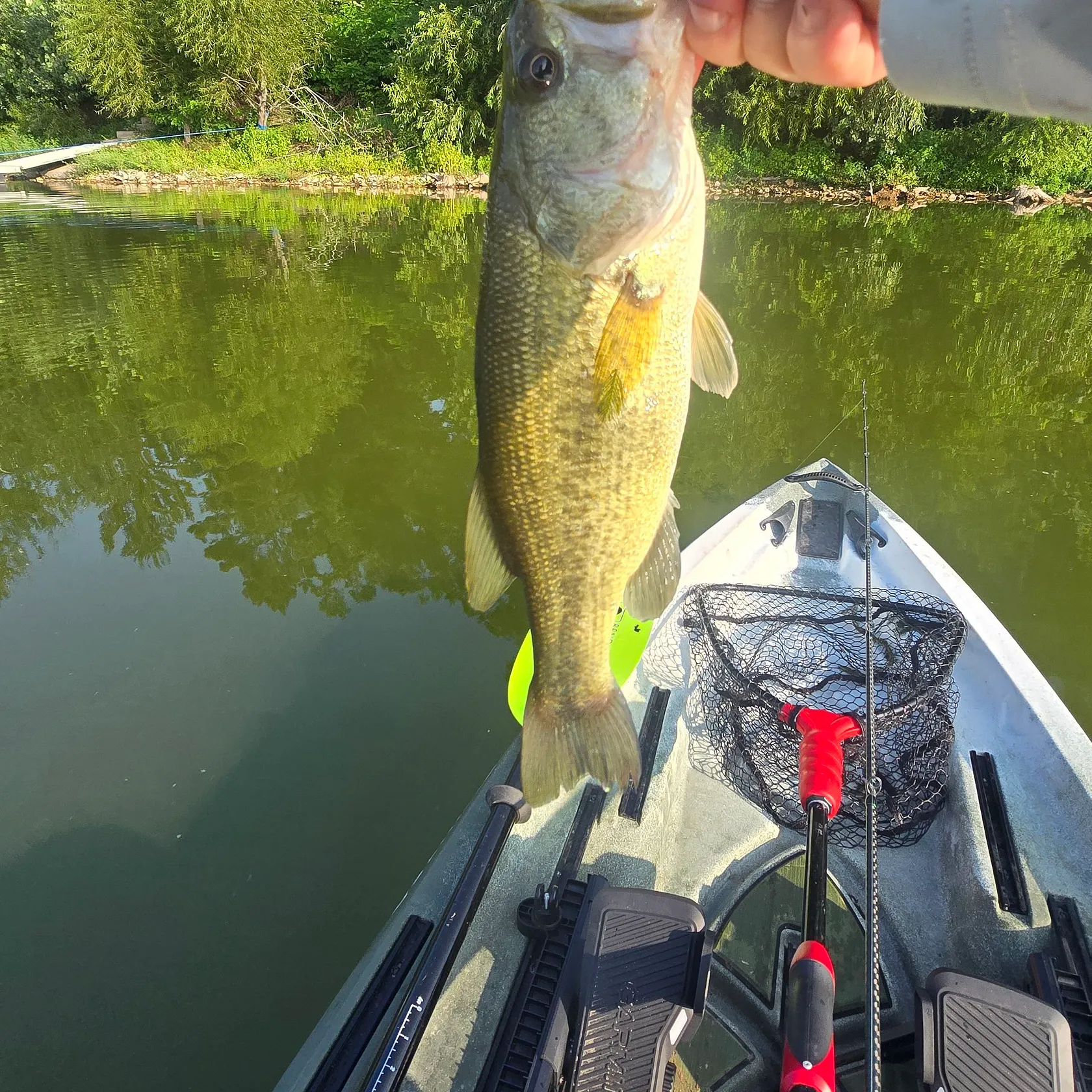 Fish caught on Fishbrain