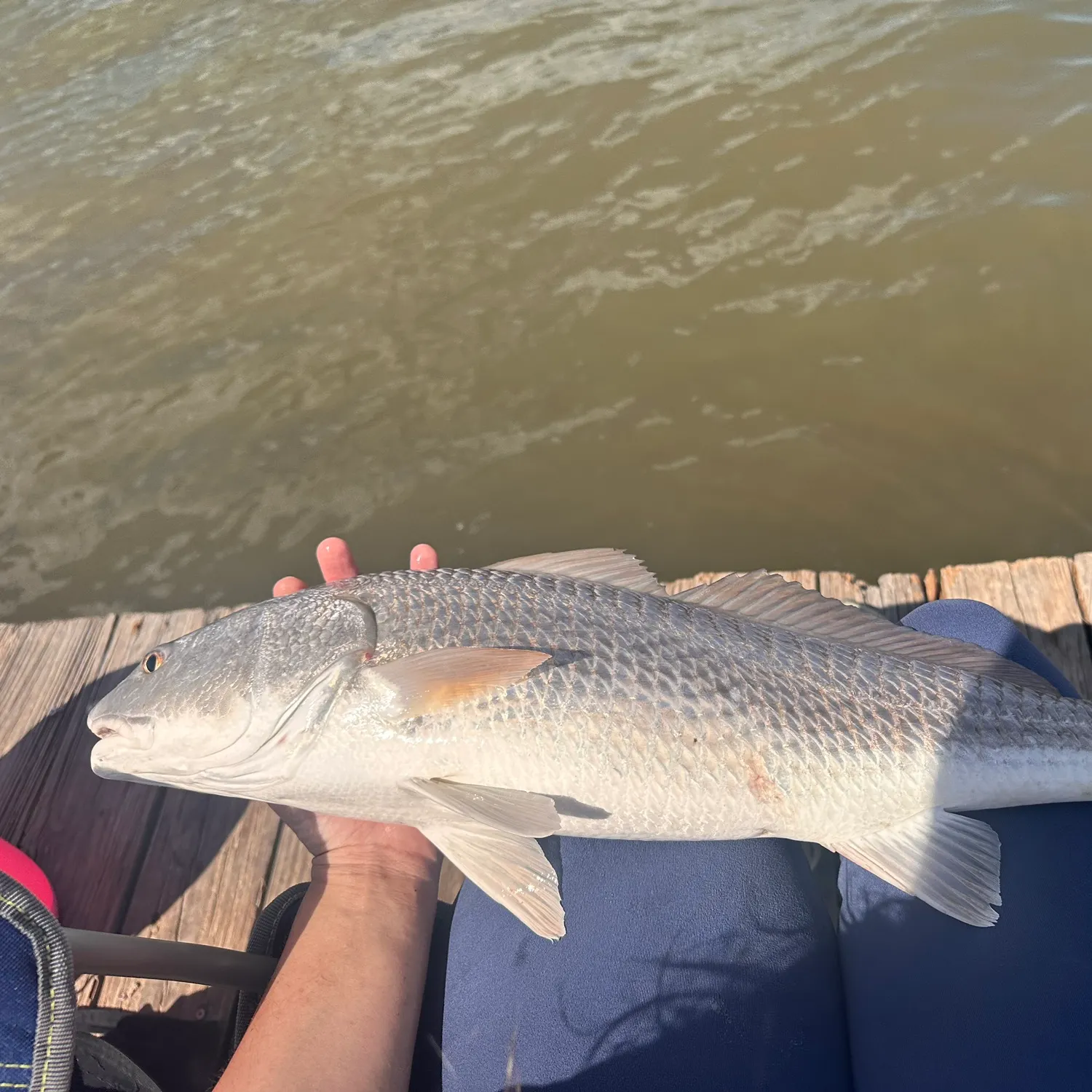 Red drum caught on Fishbrain