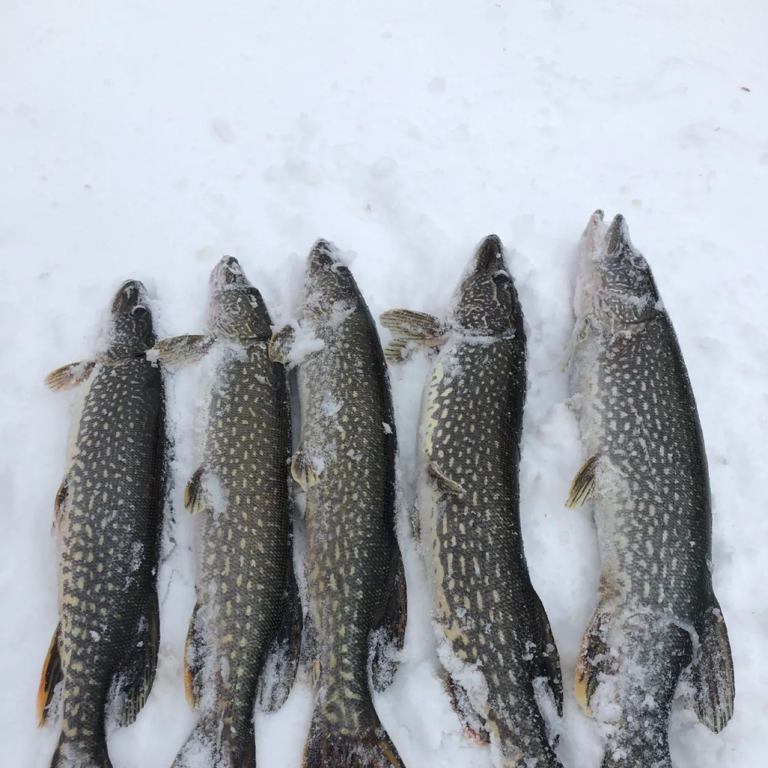 recently logged catches