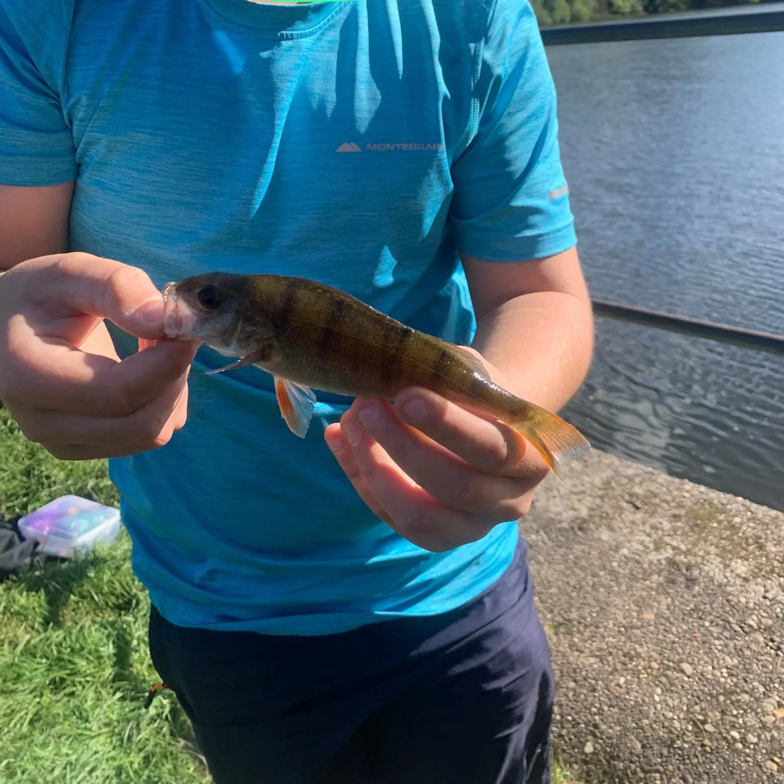 Yellow perch caught on Fishbrain