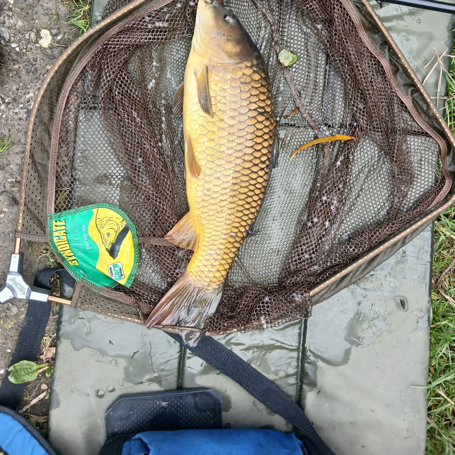 Common carp caught on Fishbrain