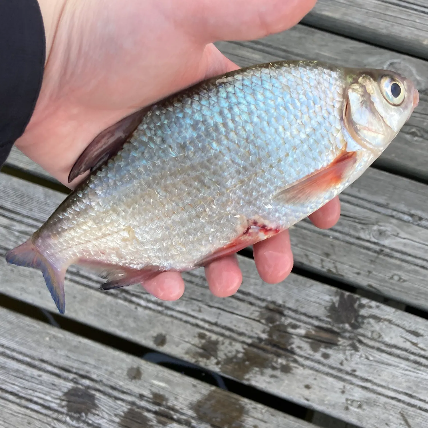The most recent Zope catches on Fishbrain
