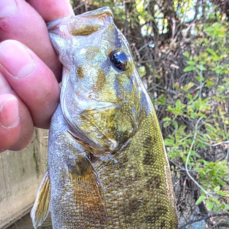 Smallmouth bass caught on Fishbrain