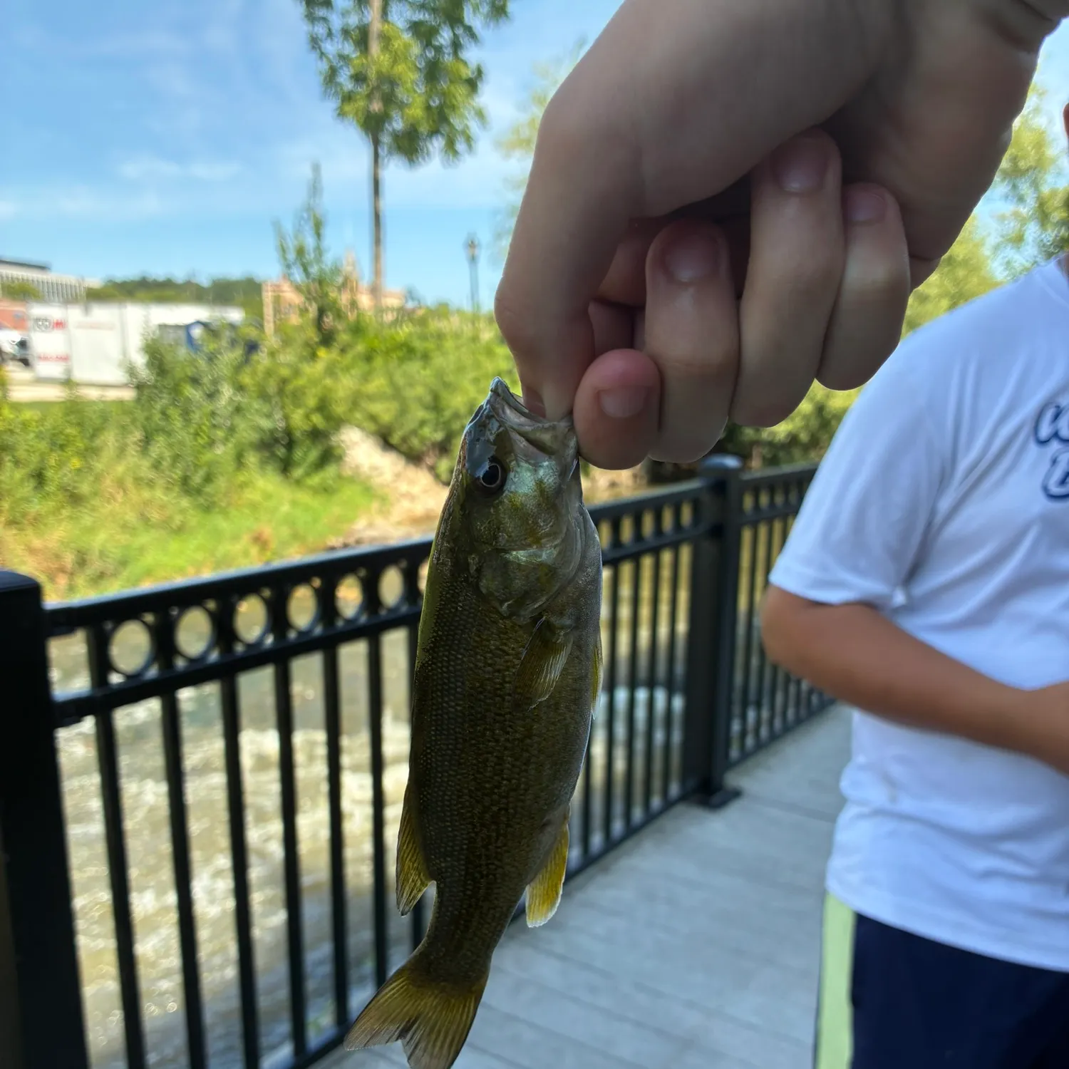 Smallmouth bass caught on Fishbrain