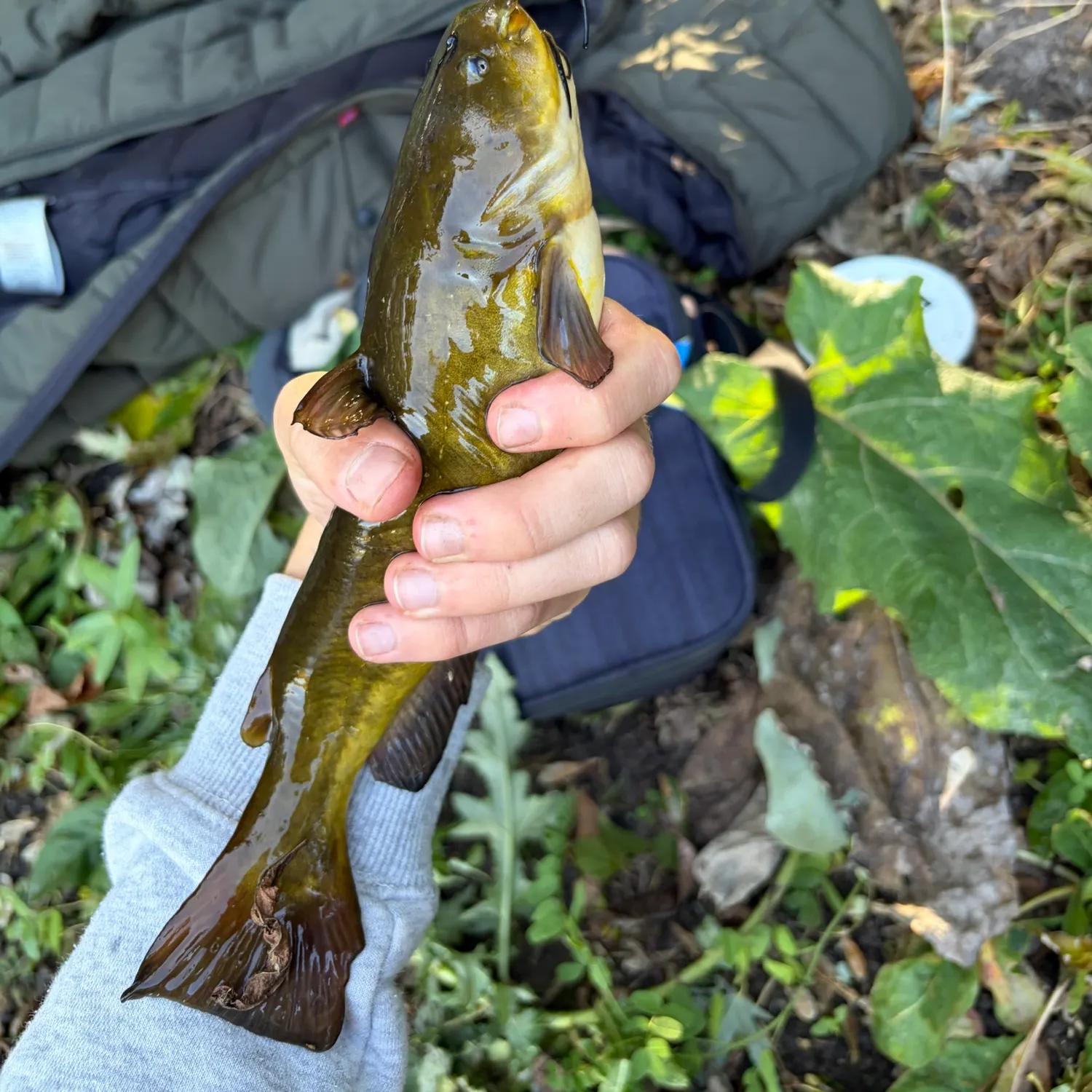 Brown bullhead caught on Fishbrain