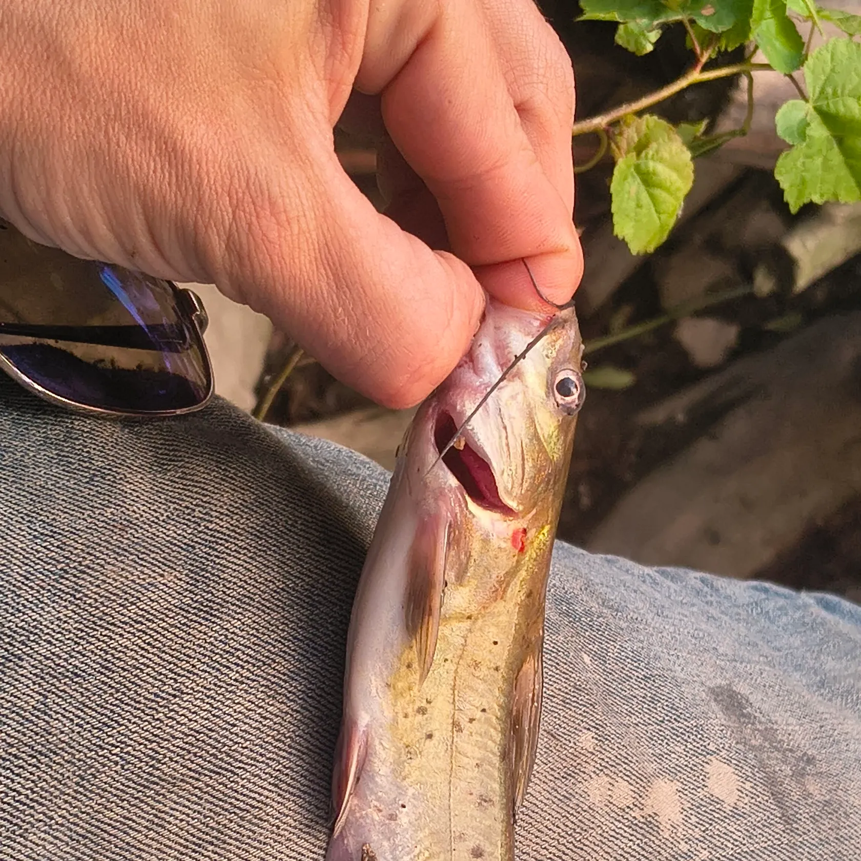 catch