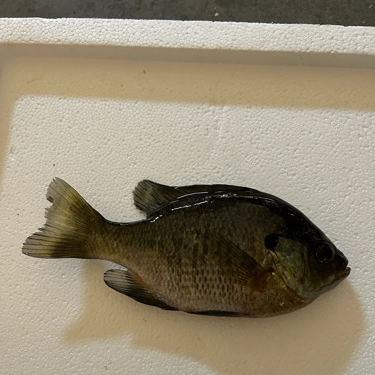 Bluegill caught on Fishbrain