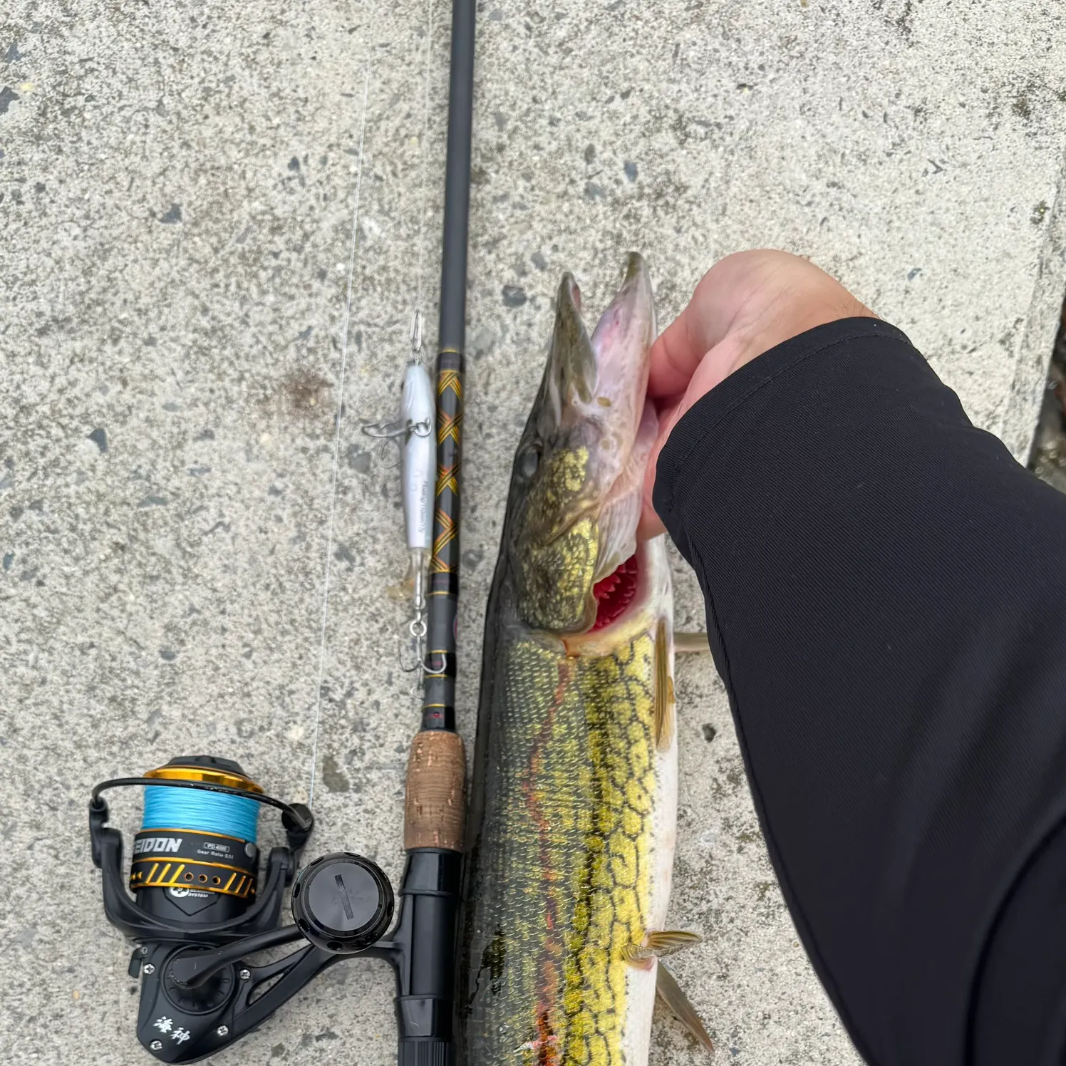 recently logged catches