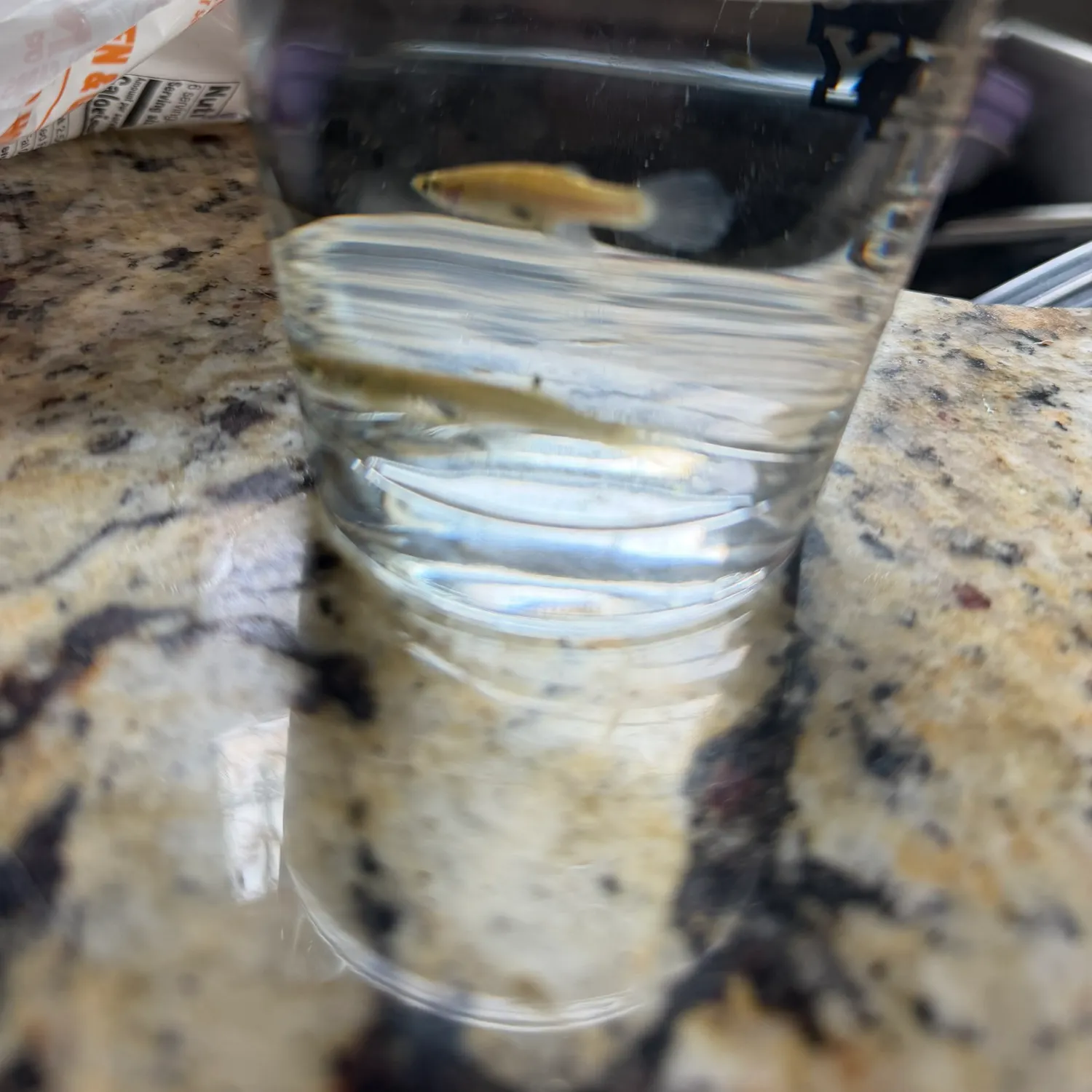 The most recent Eastern mosquitofish catches on Fishbrain