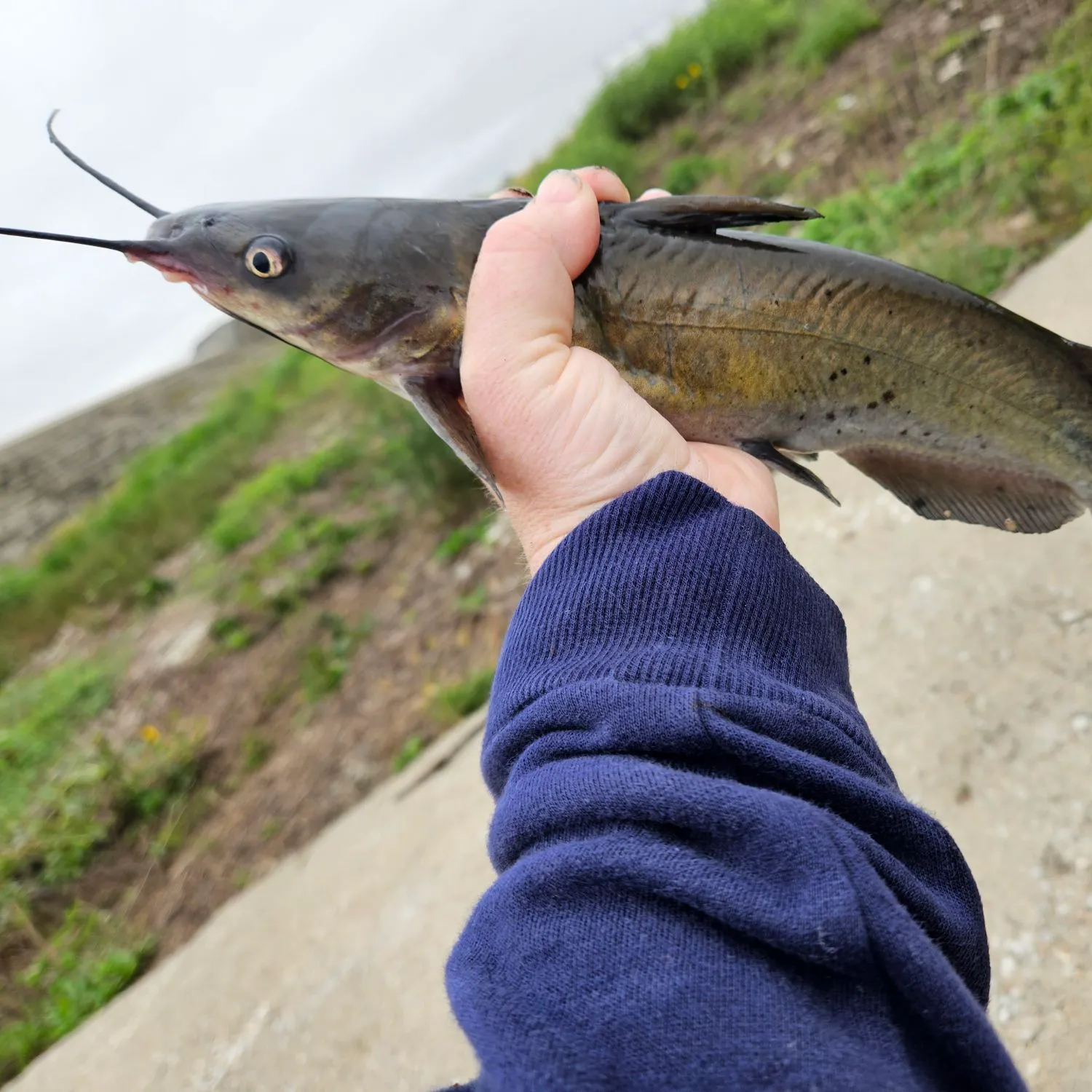 Channel catfish caught on Fishbrain