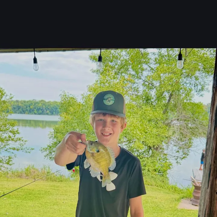 Bluegill caught on Fishbrain