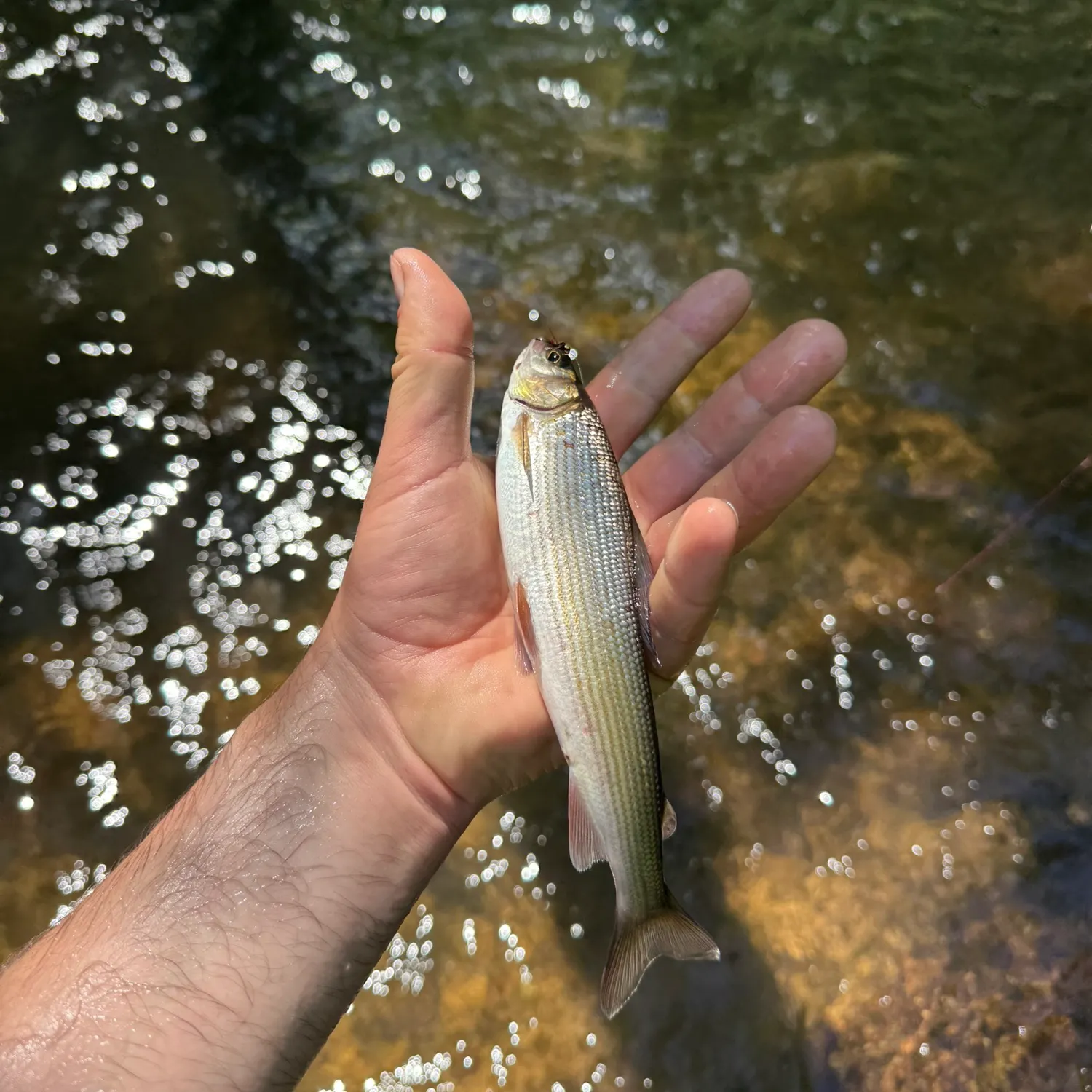 The most recent European grayling catches on Fishbrain