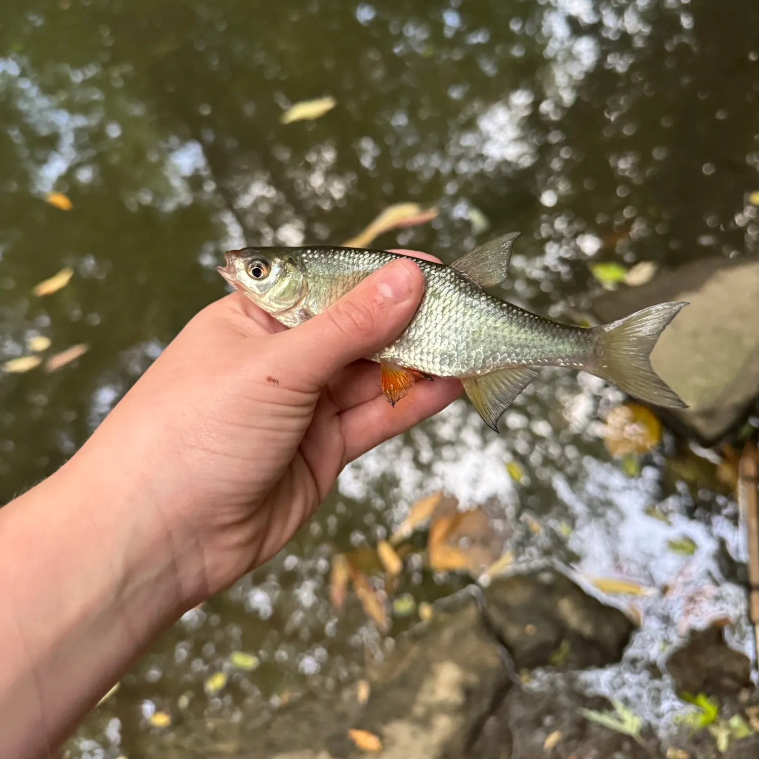 Striped shiner caught on Fishbrain