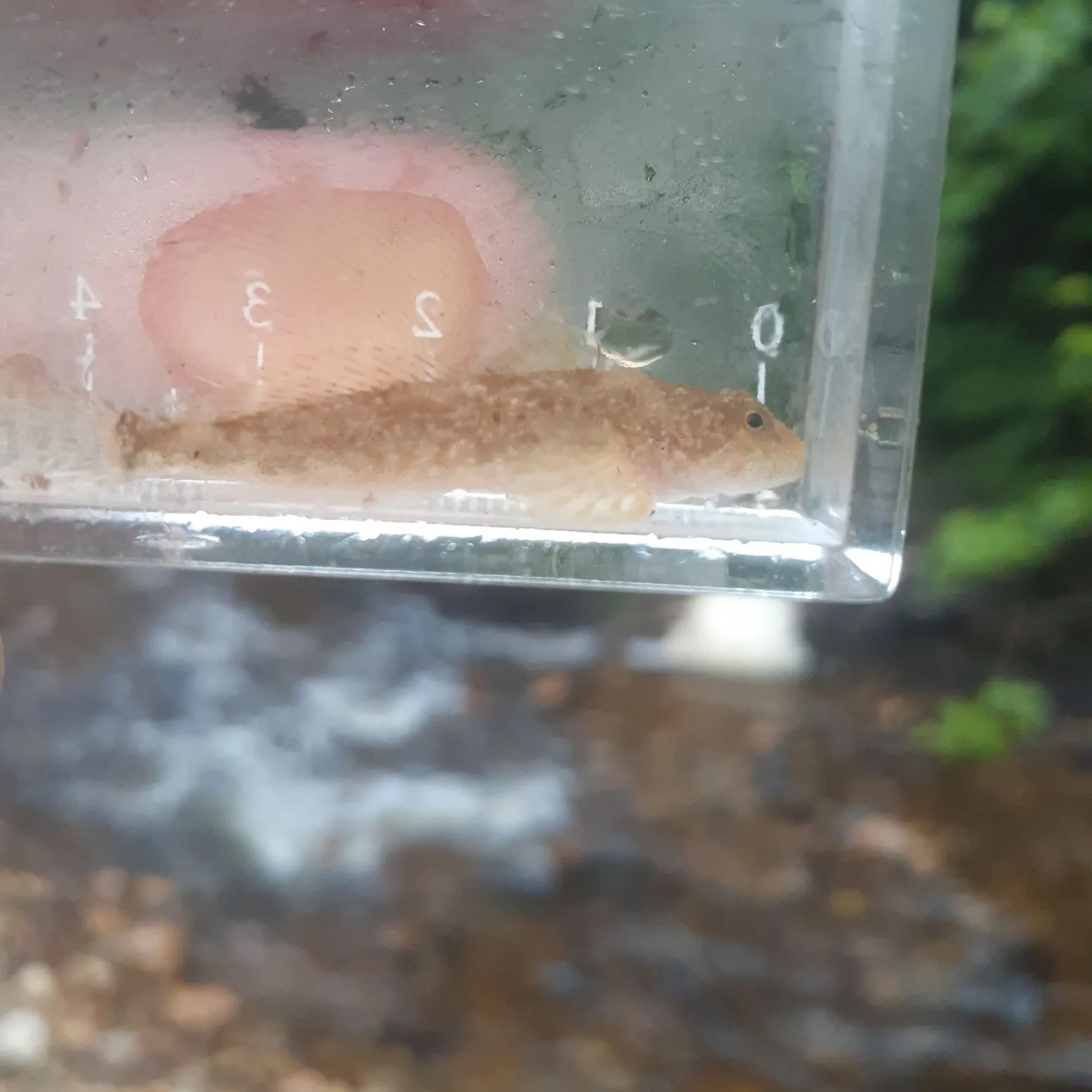 The most recent Slimy sculpin catches on Fishbrain
