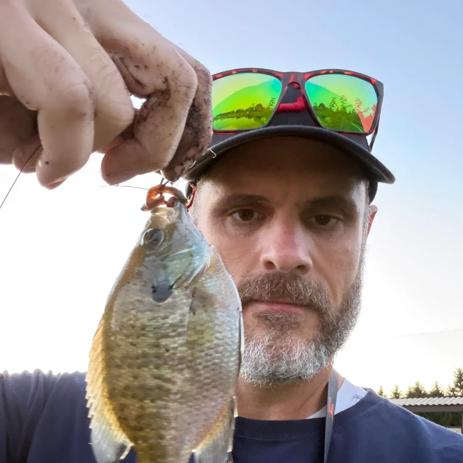 Bluegill caught on Fishbrain