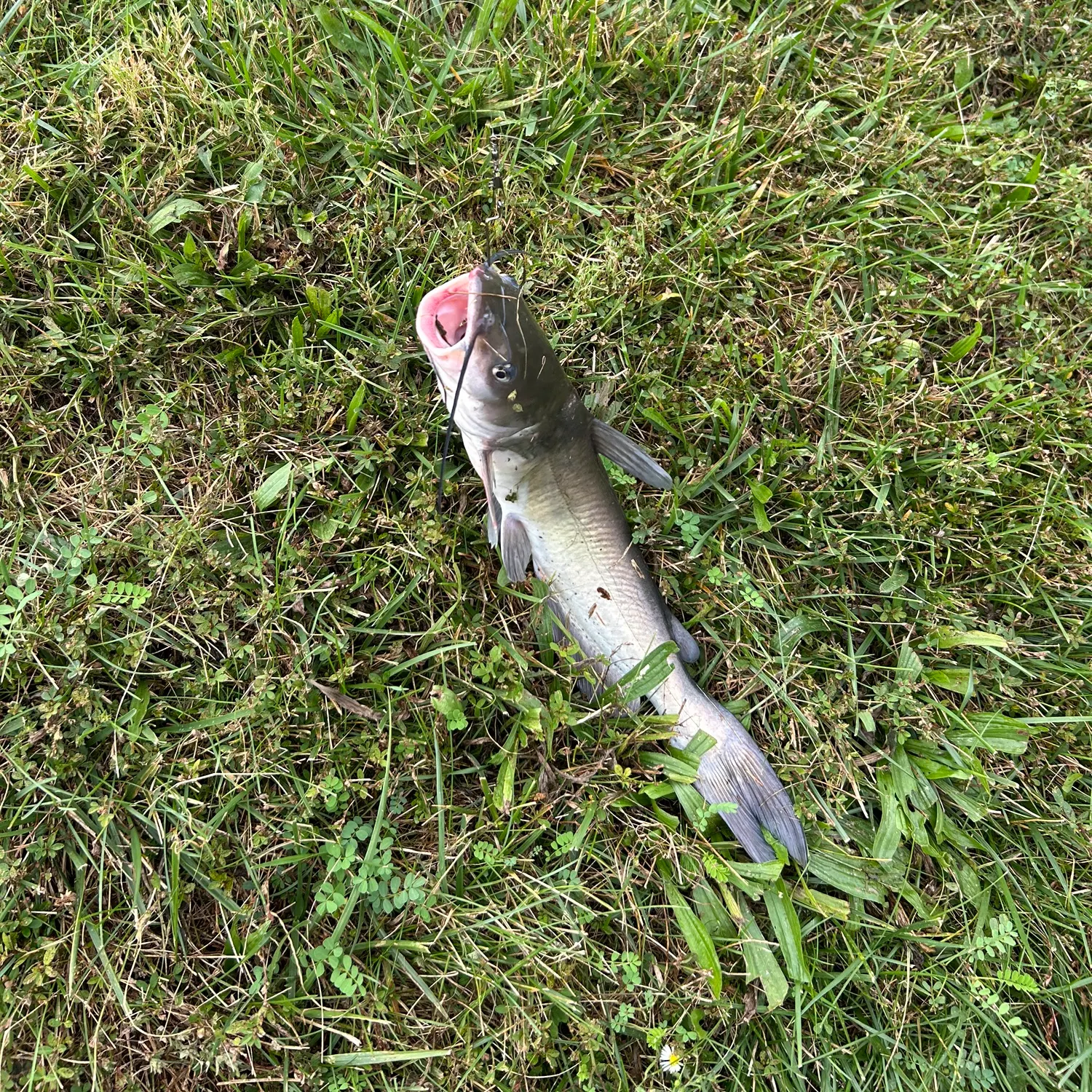 Channel catfish caught on Fishbrain