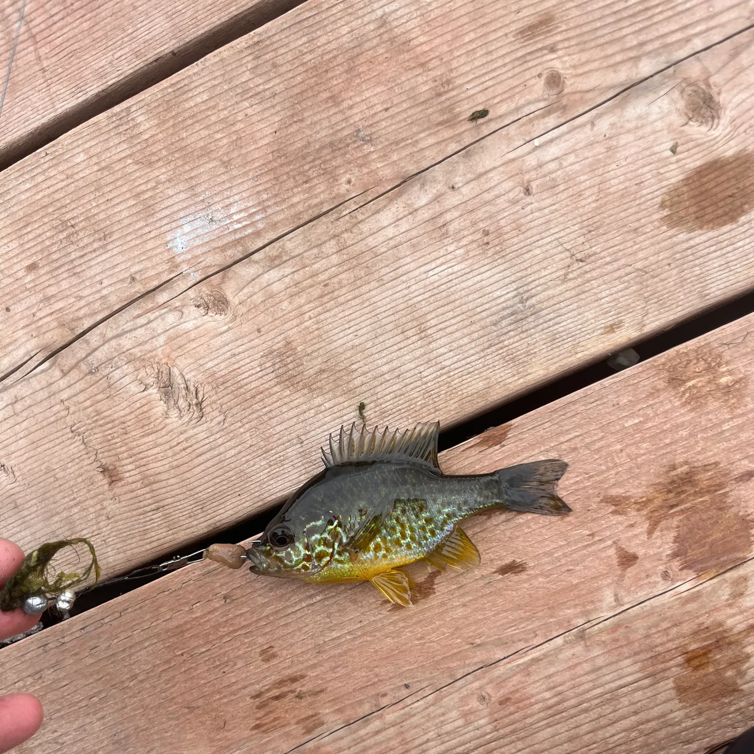 Pumpkinseed caught on Fishbrain