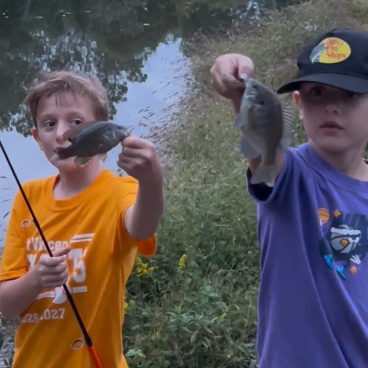Bluegill caught on Fishbrain