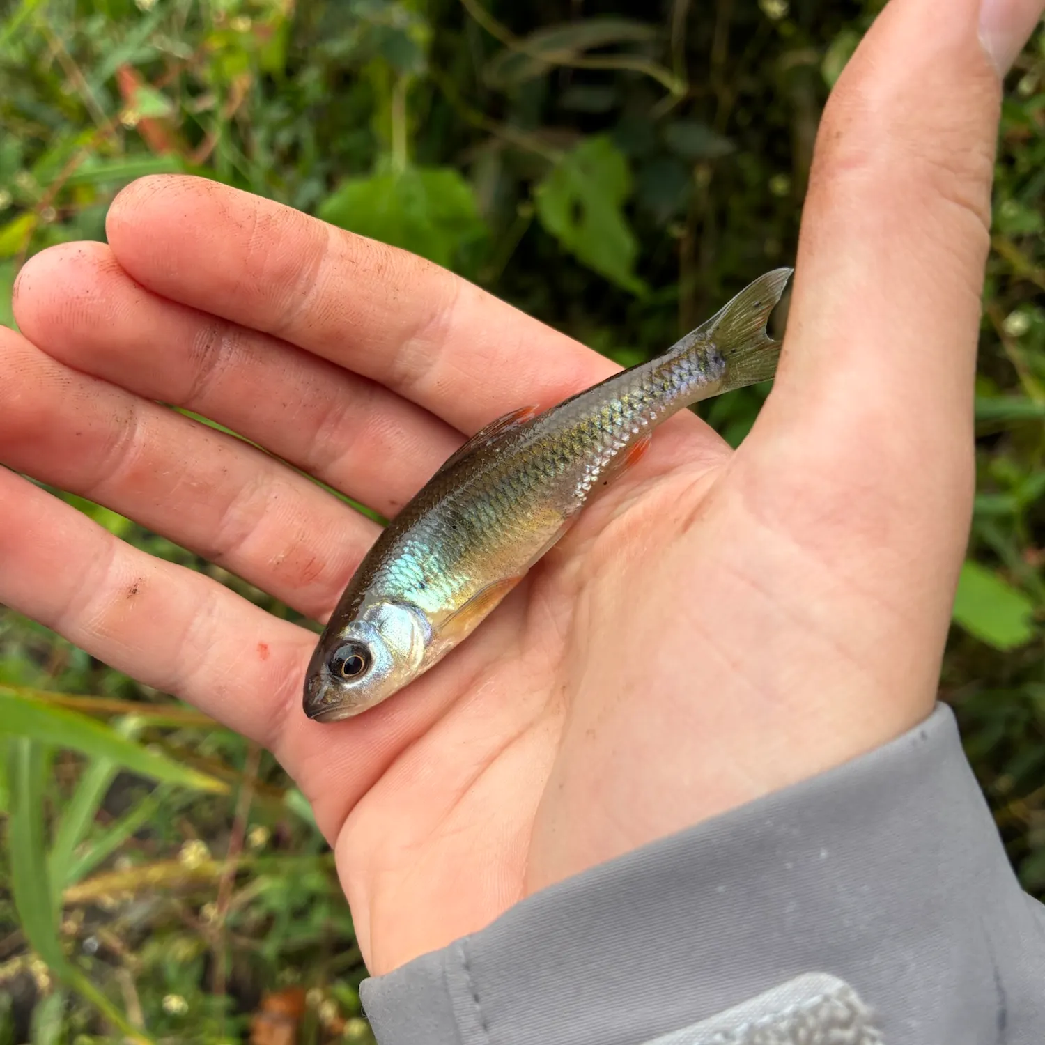 Creek chub caught on Fishbrain