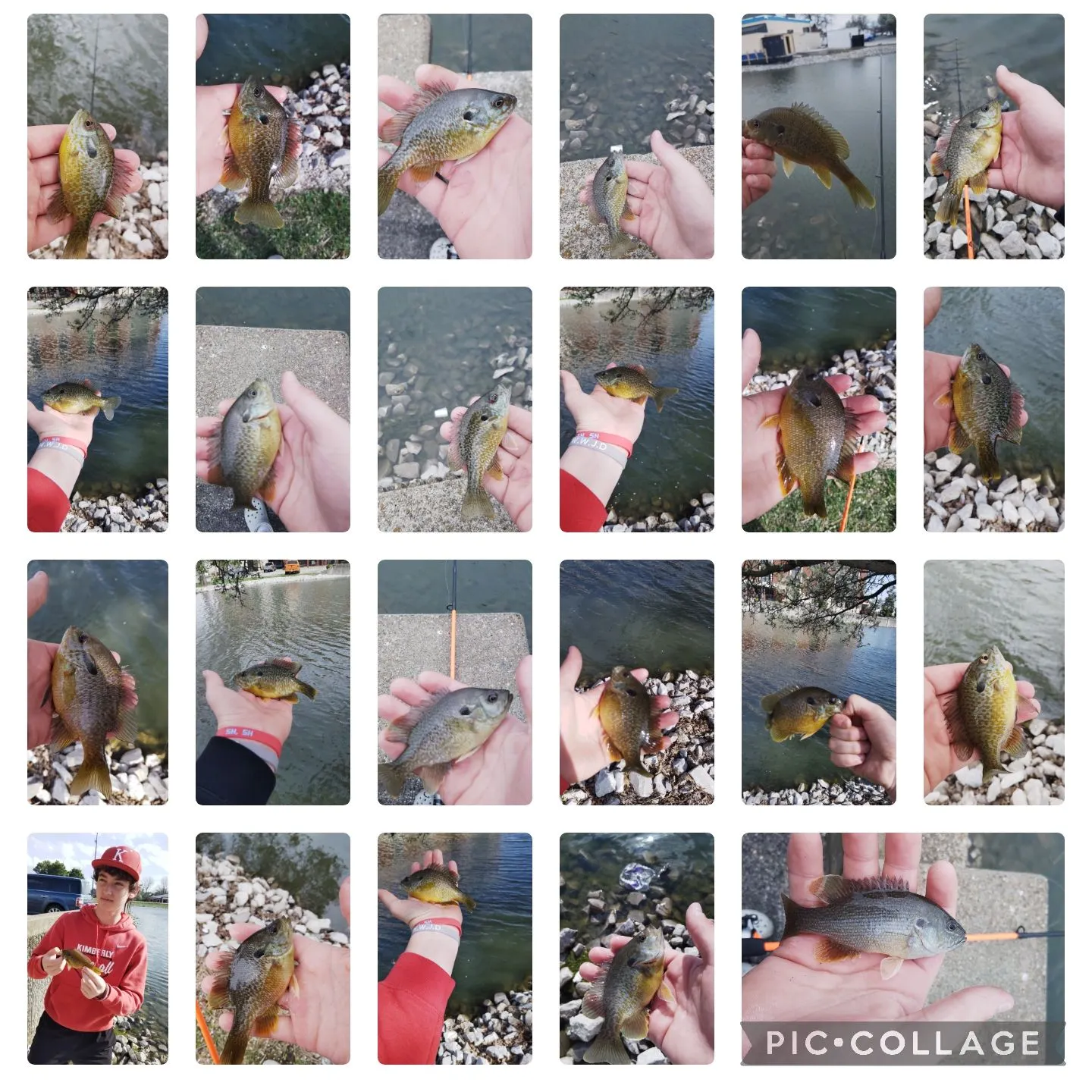 recently logged catches