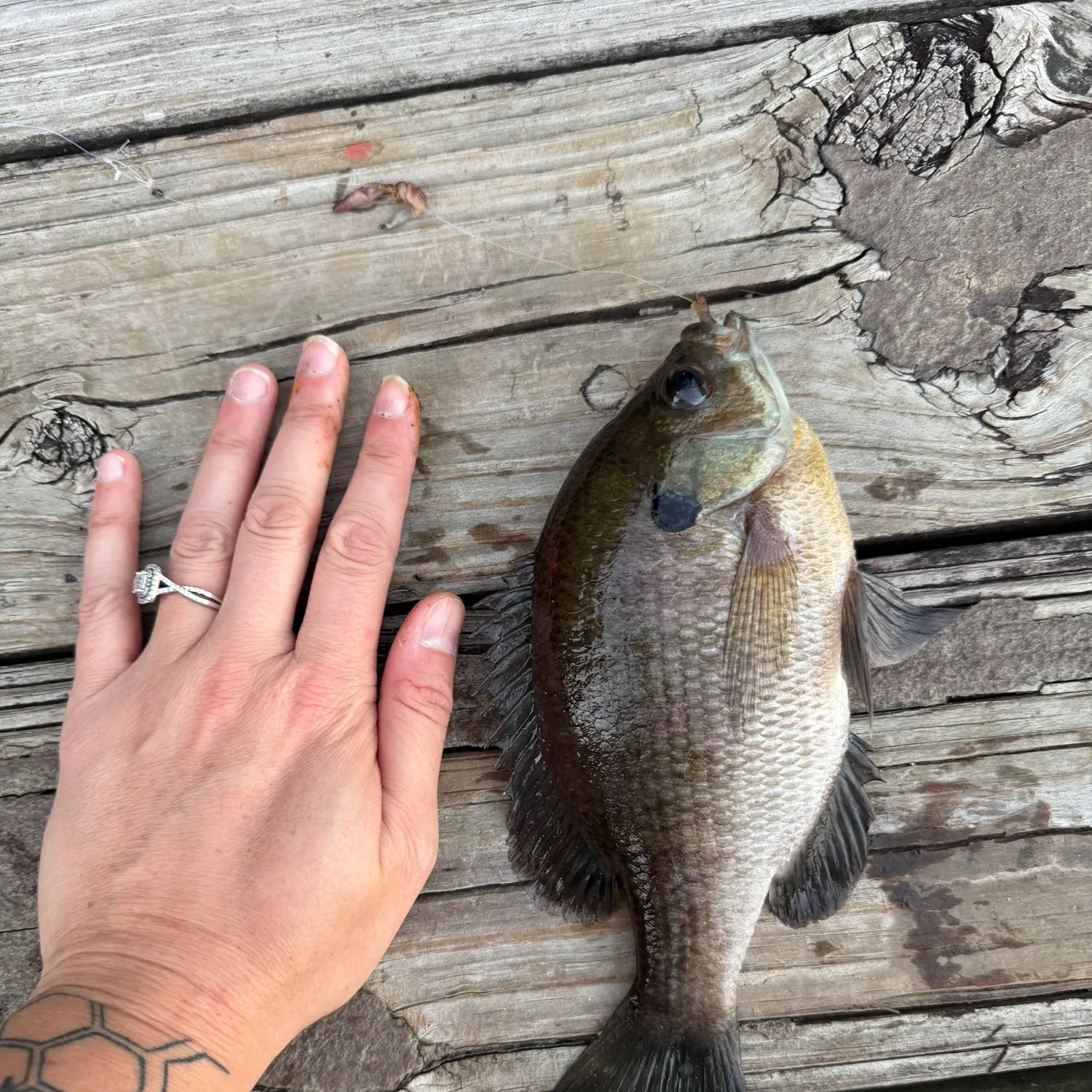 Bluegill caught on Fishbrain
