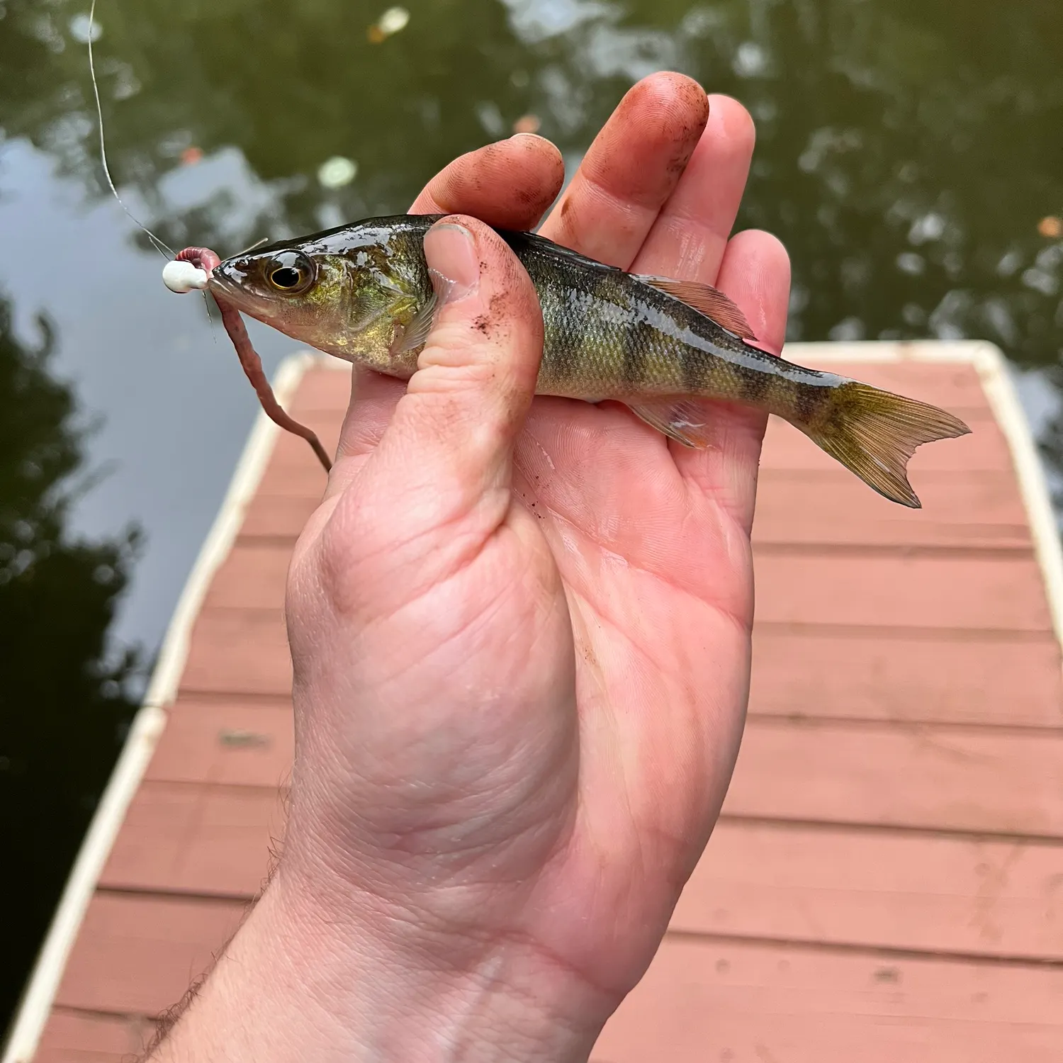 Yellow perch caught on Fishbrain