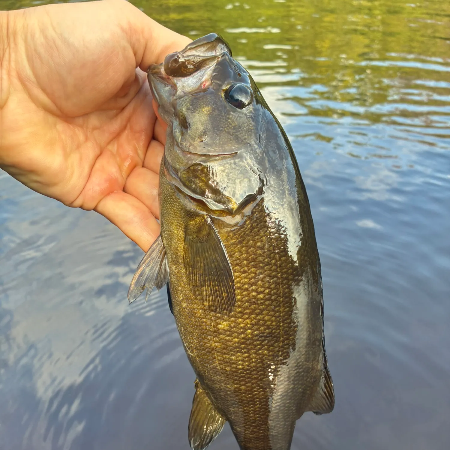 Smallmouth bass caught on Fishbrain