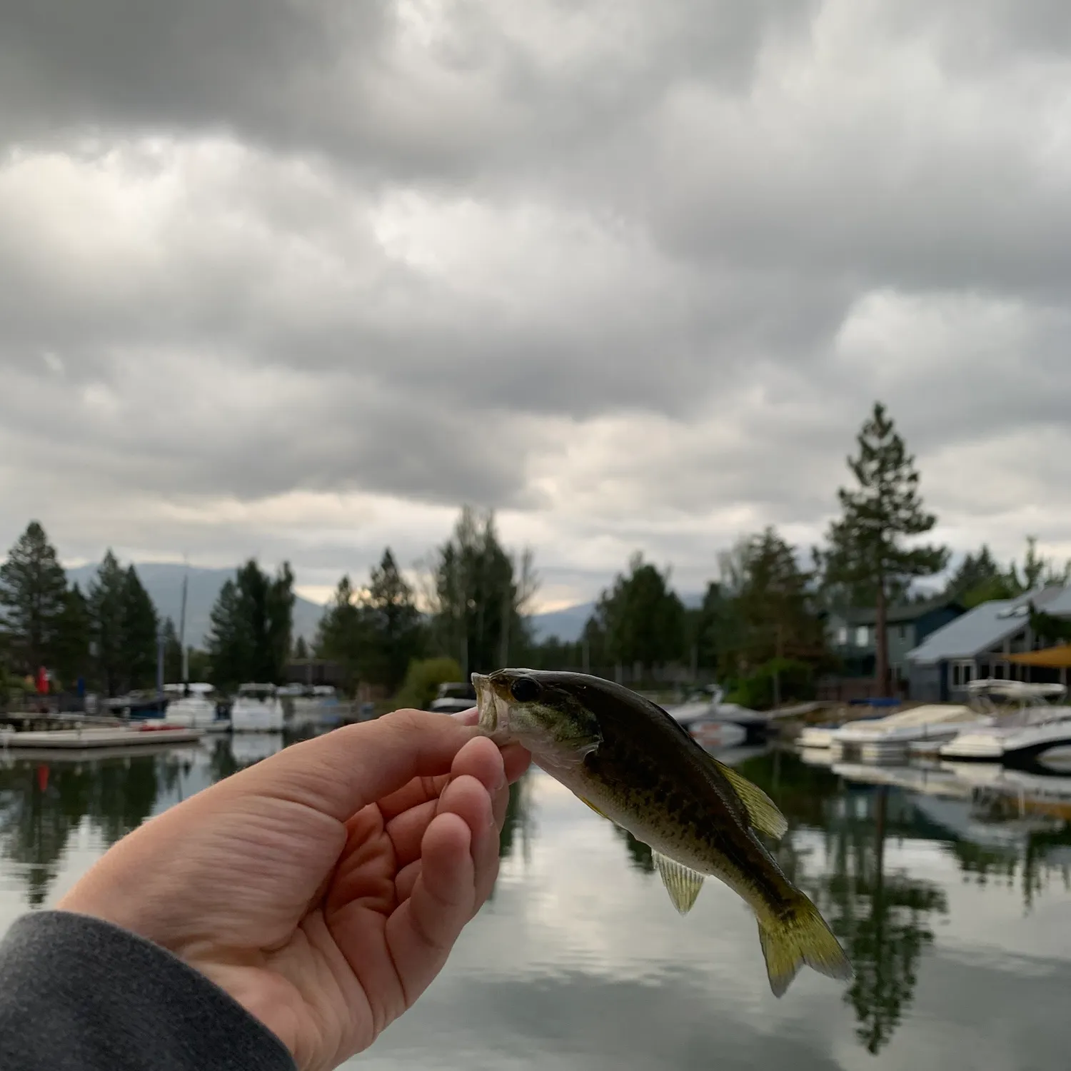 Spotted bass caught on Fishbrain