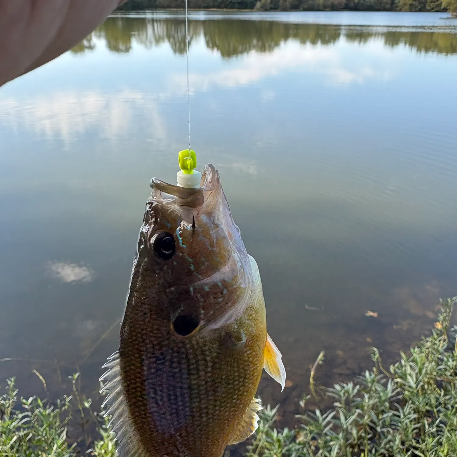Green sunfish caught on Fishbrain