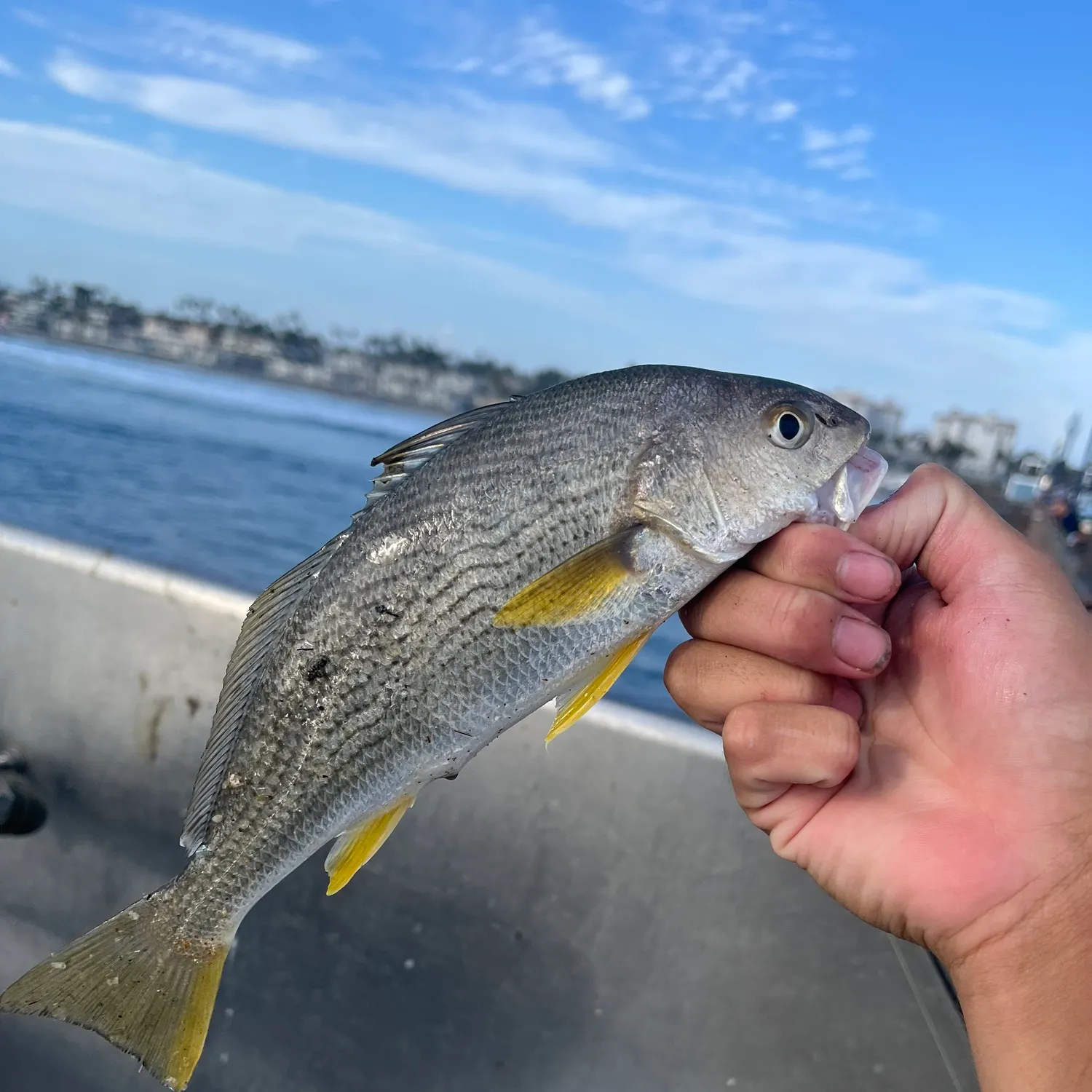 Yellowfin croaker caught on Fishbrain