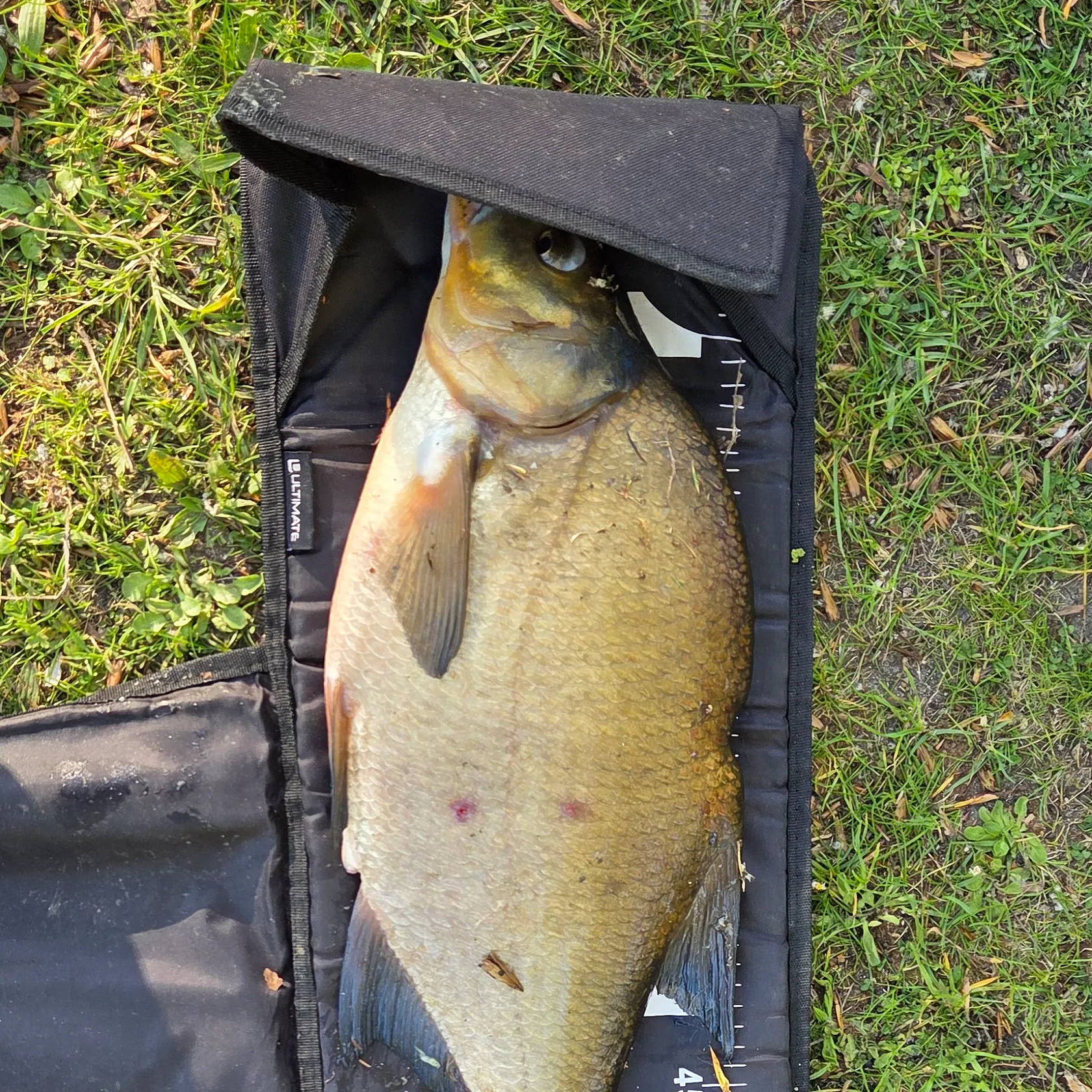 Common bream caught on Fishbrain
