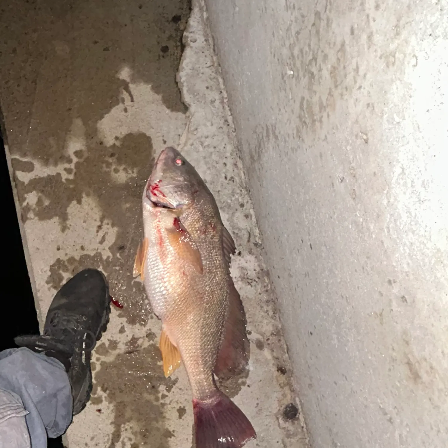 Freshwater drum caught on Fishbrain
