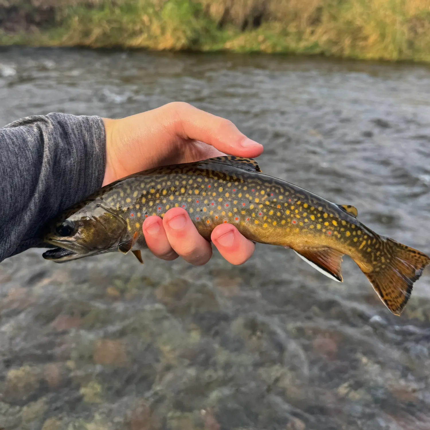 Brook trout caught on Fishbrain
