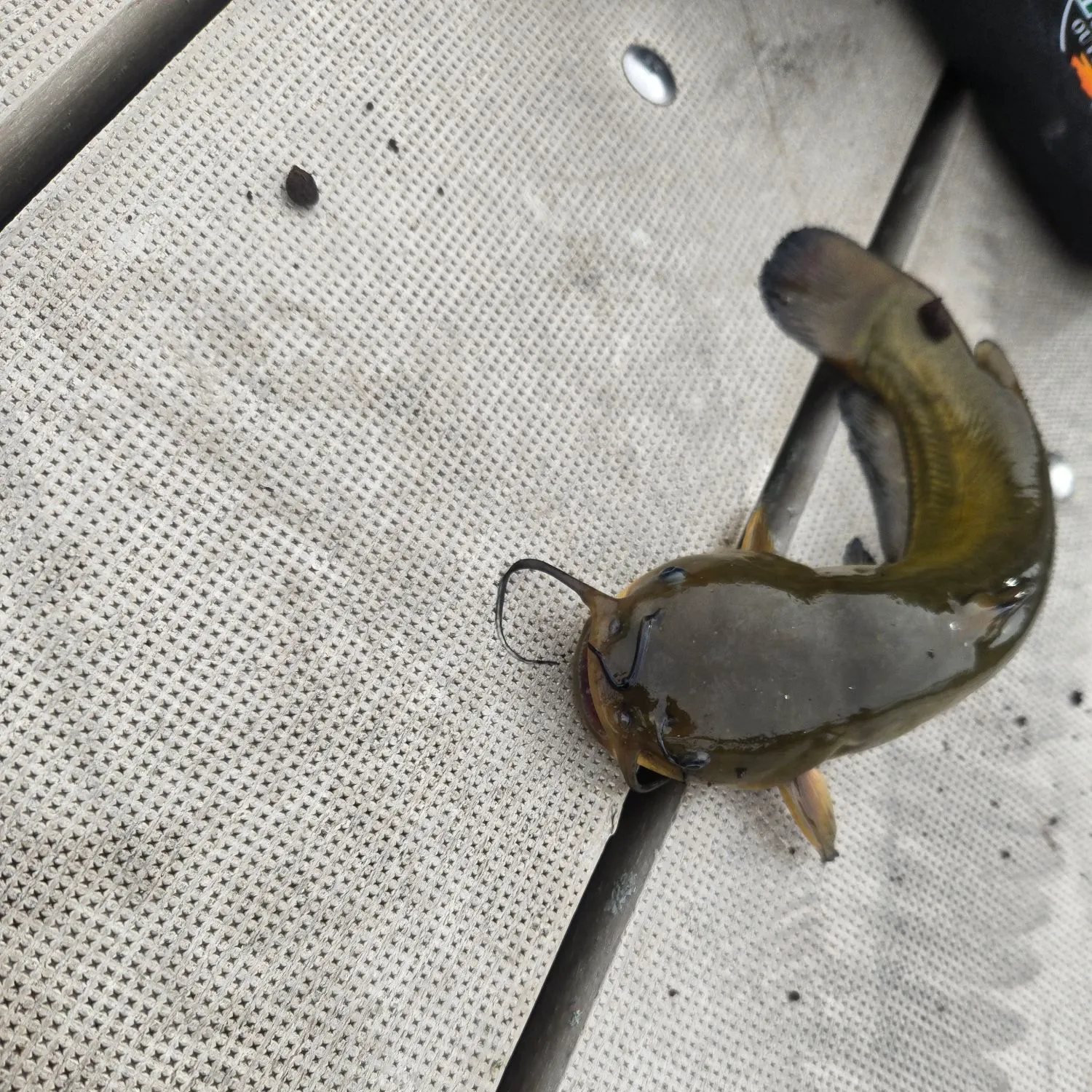 Yellow bullhead caught on Fishbrain