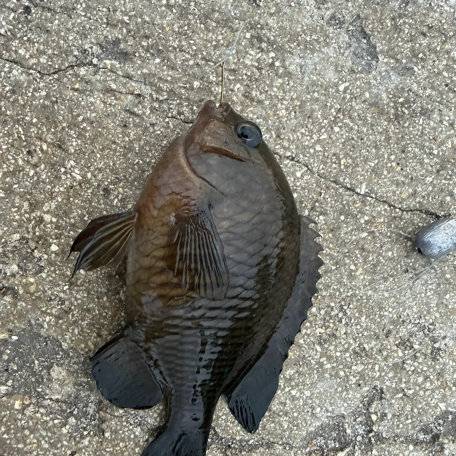 Dusky damselfish caught on Fishbrain