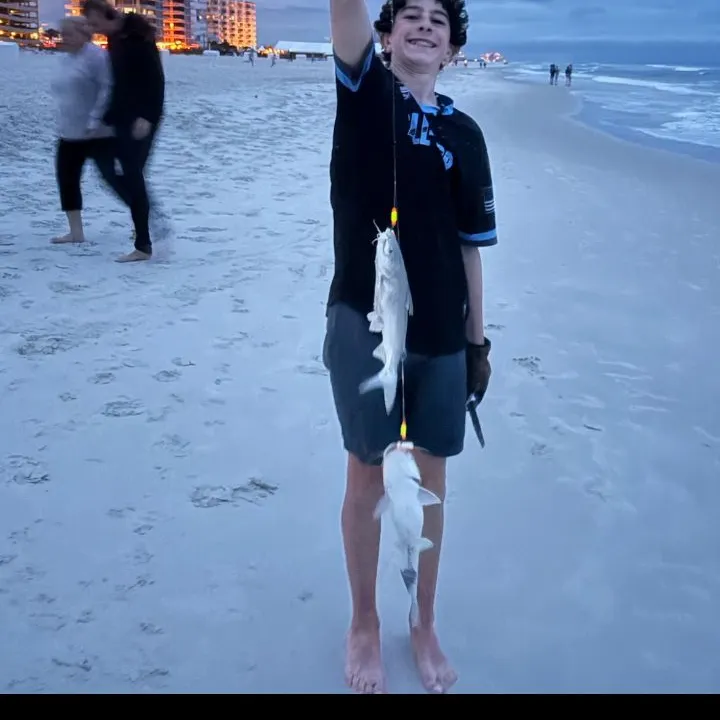 The most recent Spotted sea catfish catches on Fishbrain