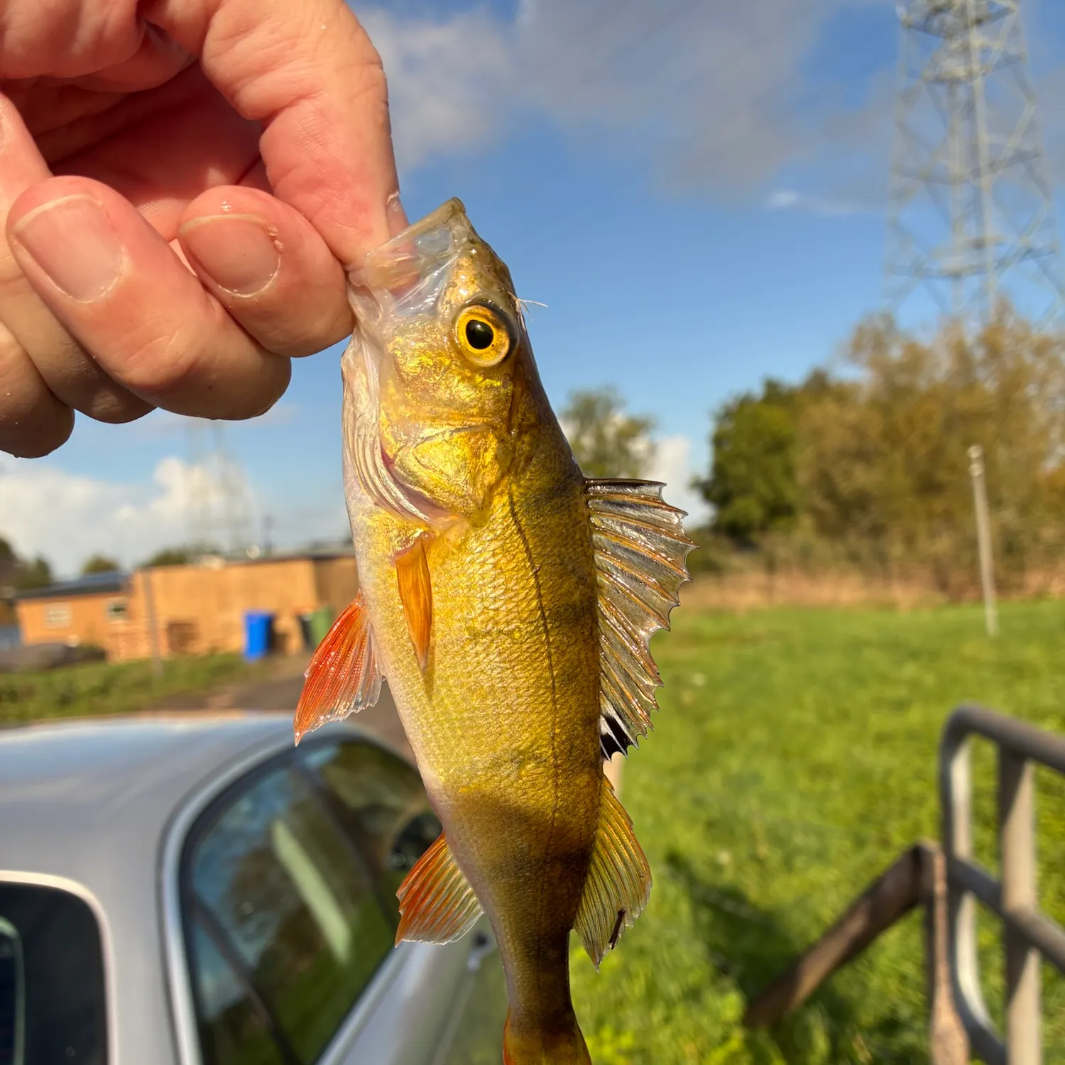 European perch caught on Fishbrain