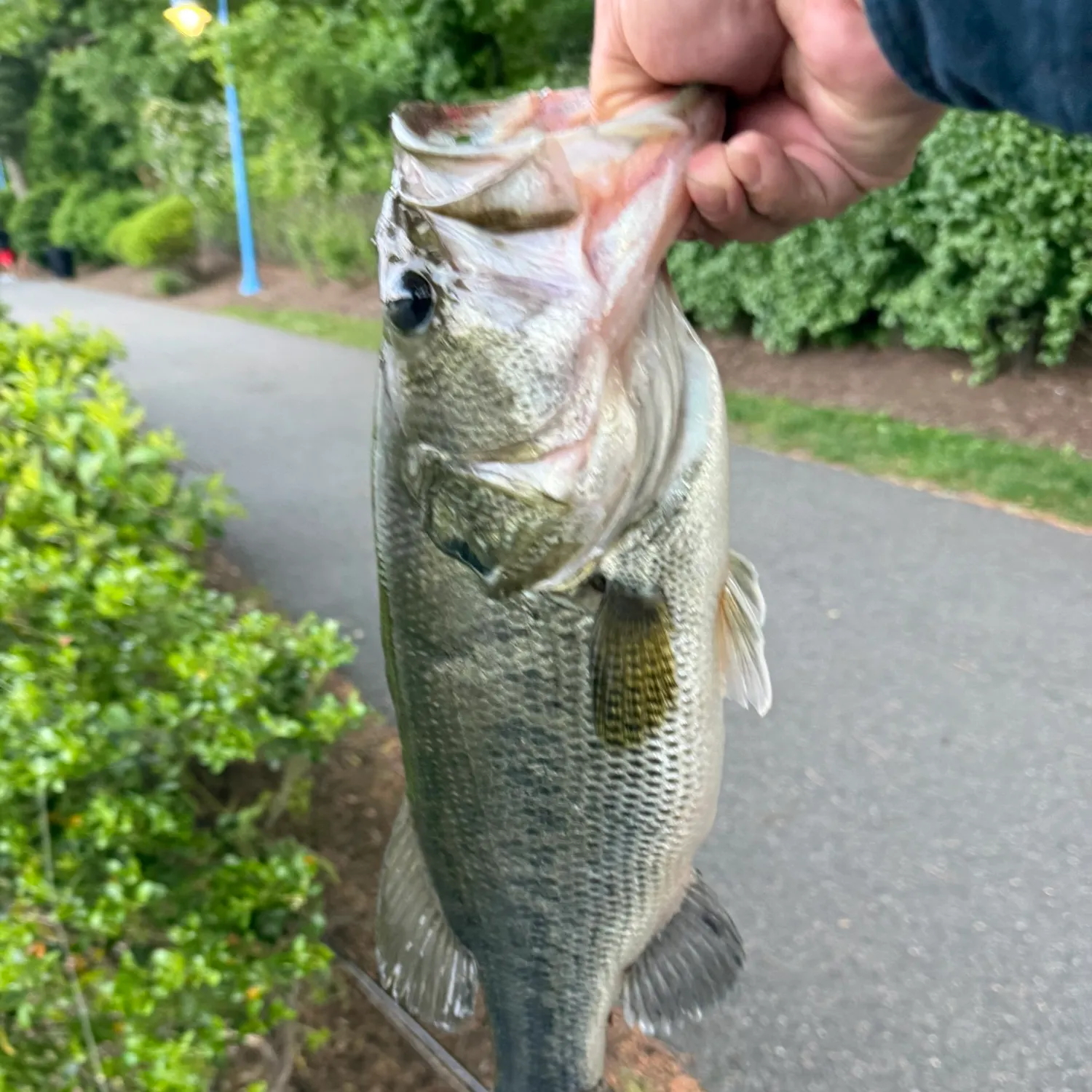 catch