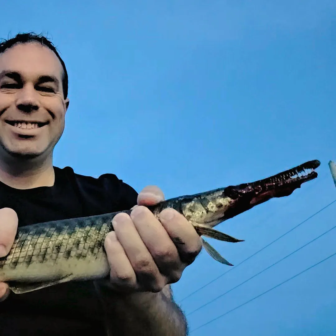 Florida gar caught on Fishbrain