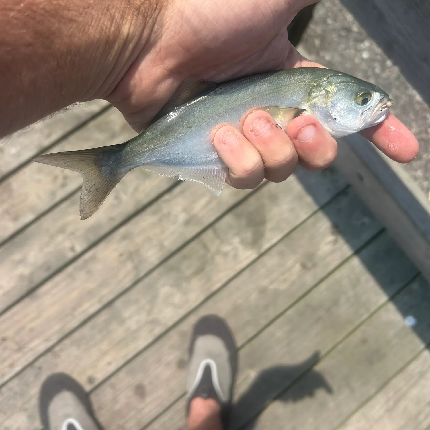 The most recent Northern sennet catches on Fishbrain