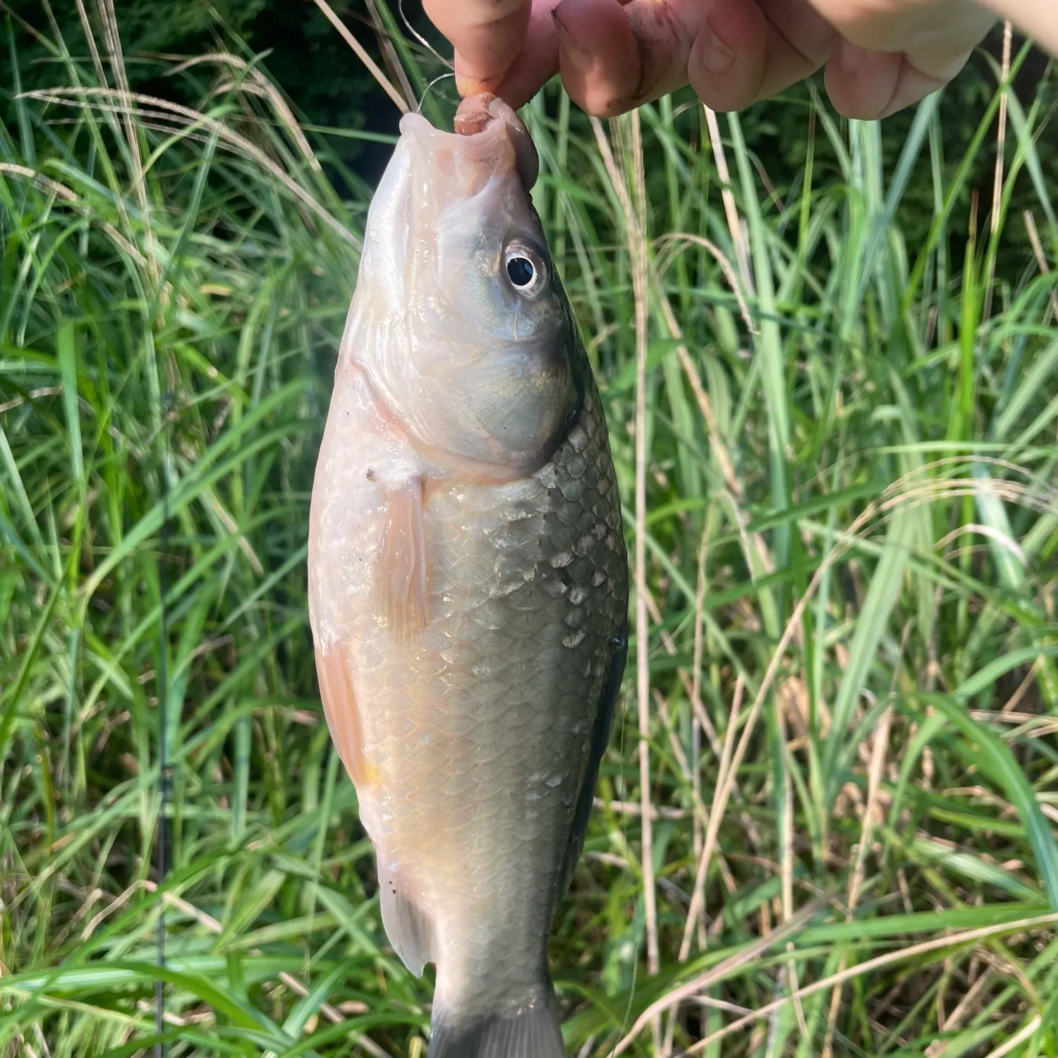 The most recent Japanese white crucian carp catches on Fishbrain