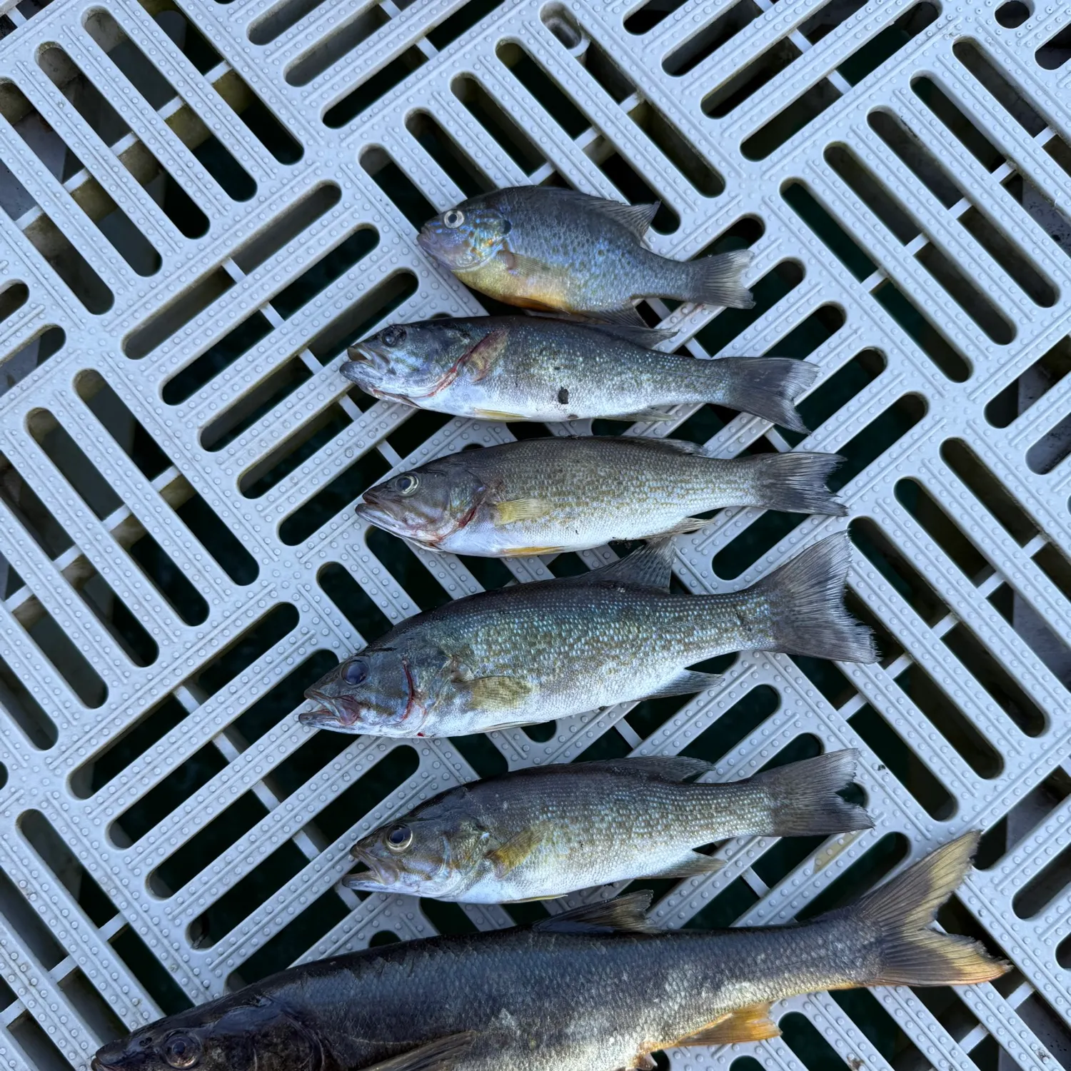 recently logged catches