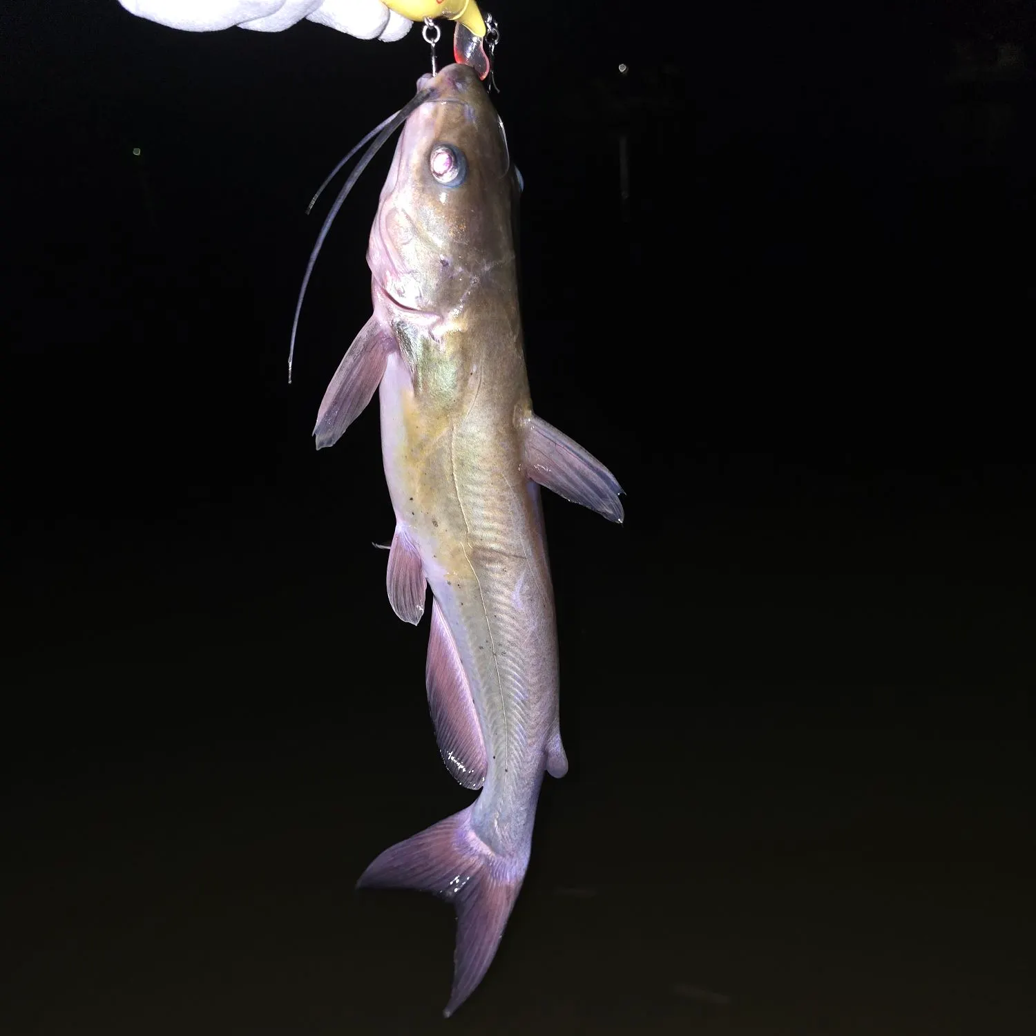 Blue catfish caught on Fishbrain