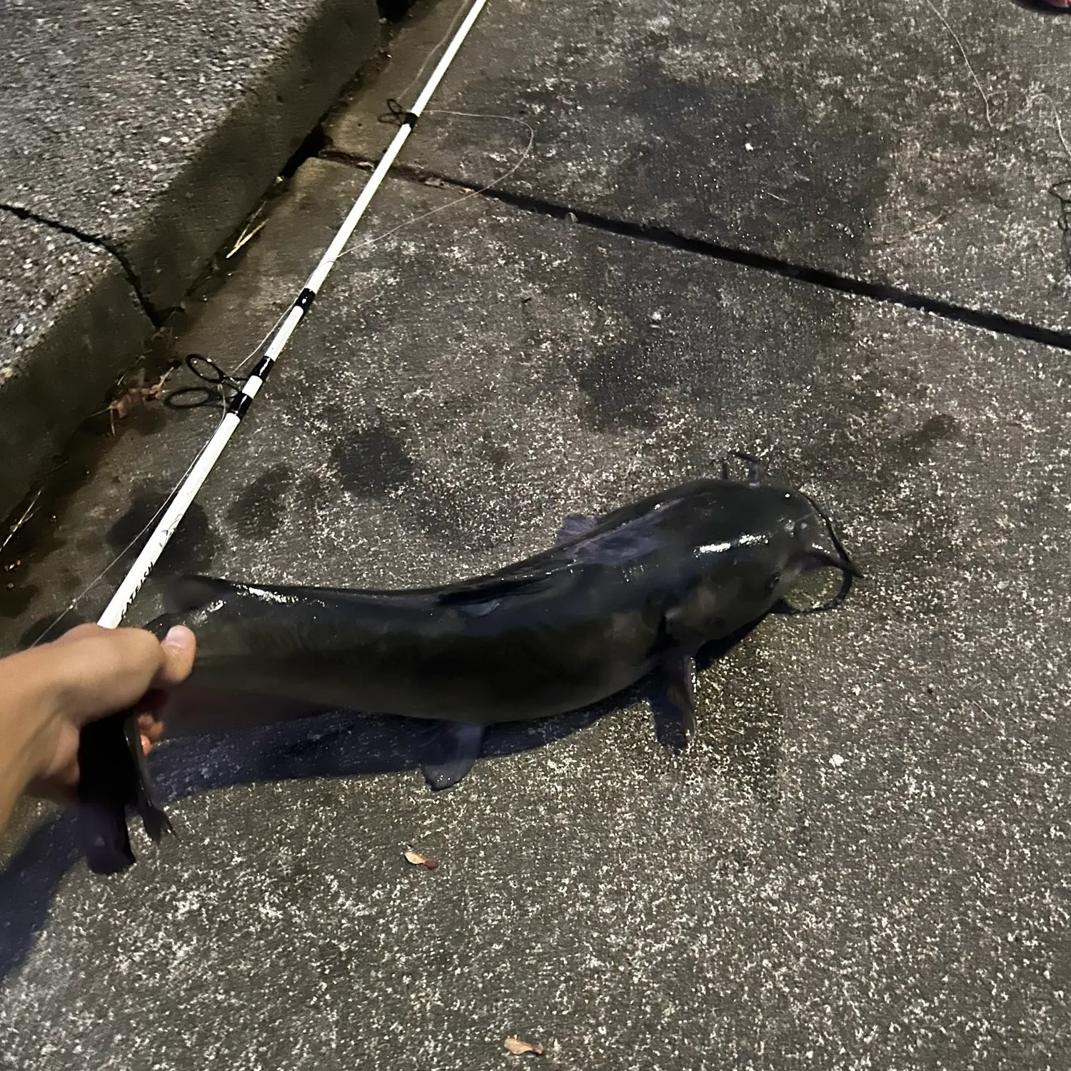 Channel catfish caught on Fishbrain